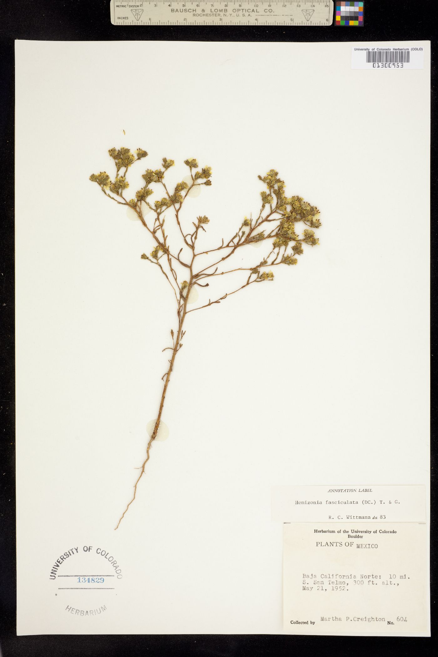 Deinandra fasciculata image