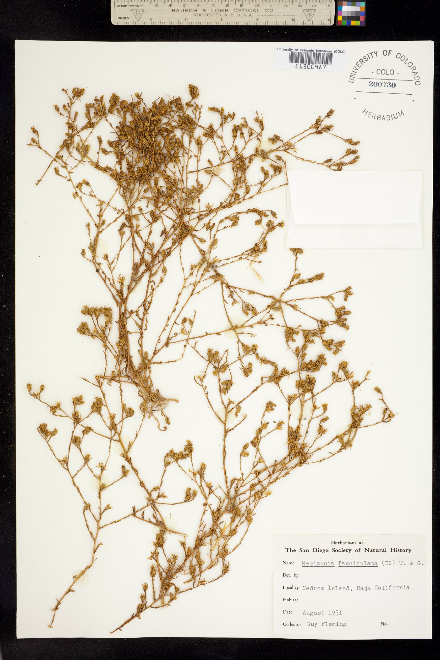 Deinandra fasciculata image