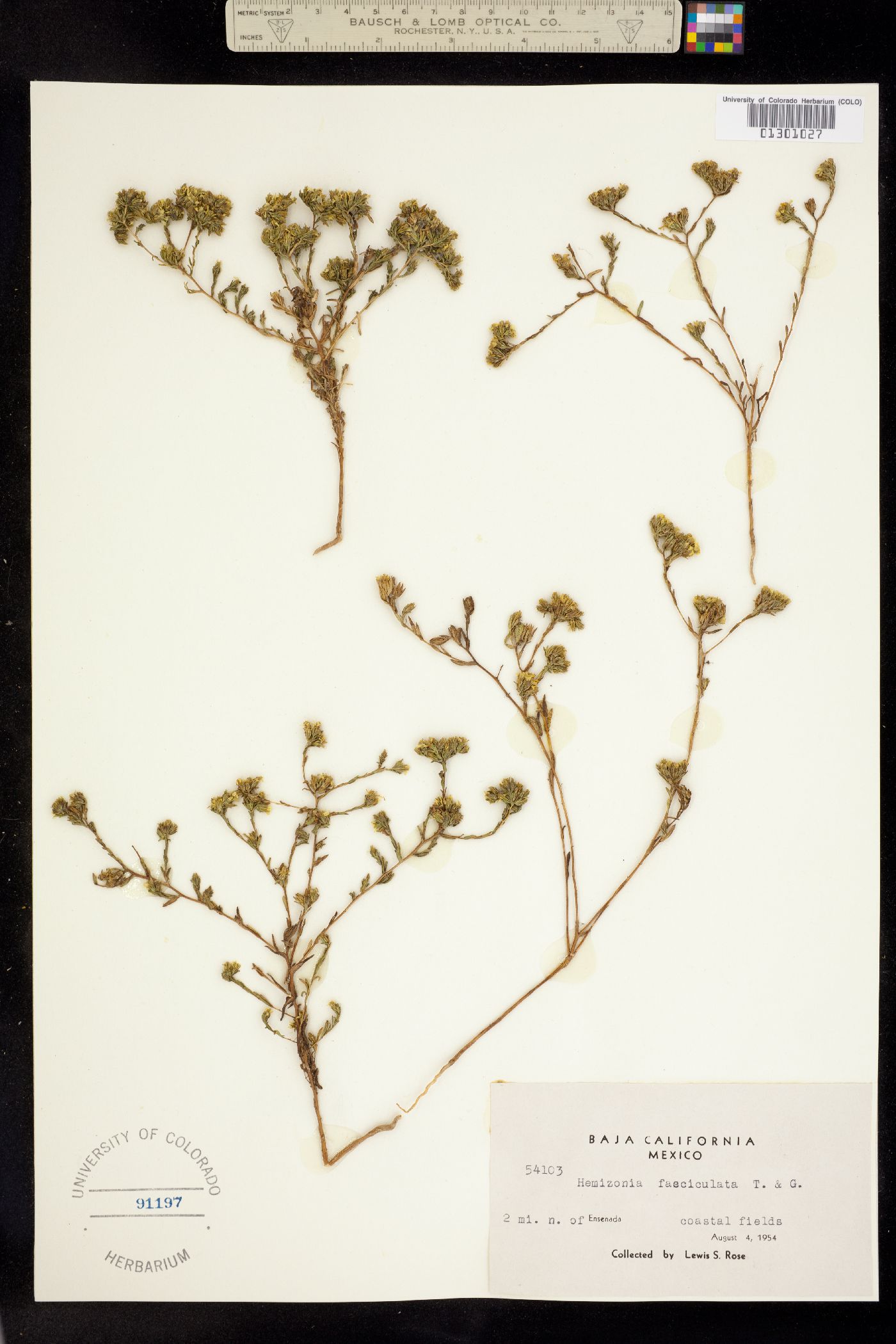 Deinandra fasciculata image