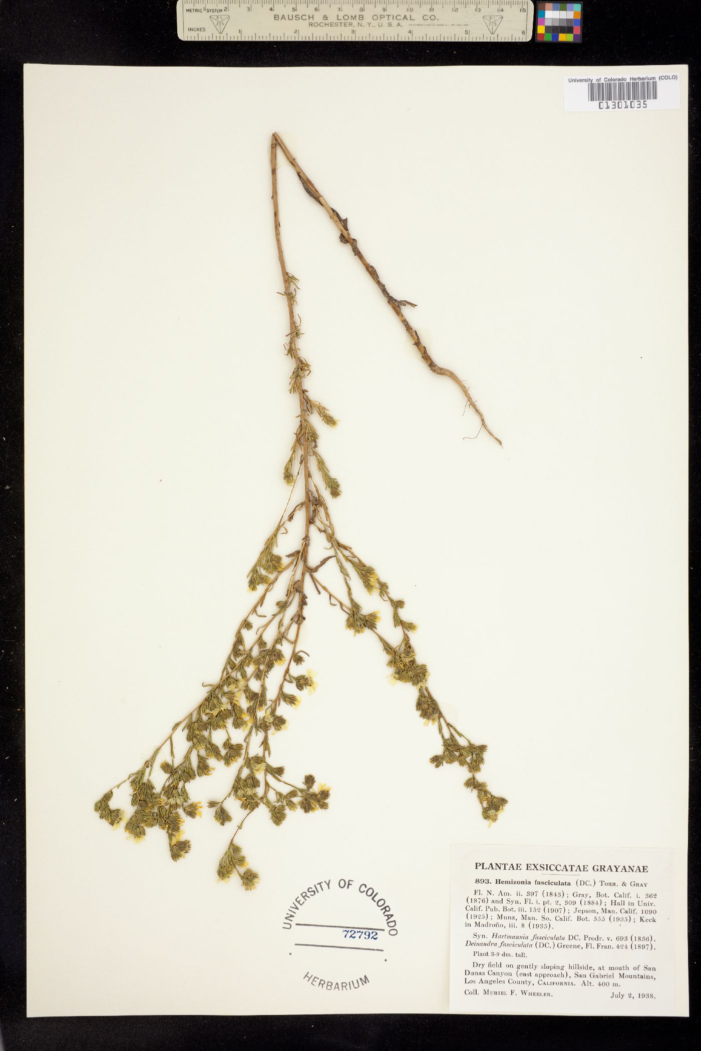Deinandra fasciculata image