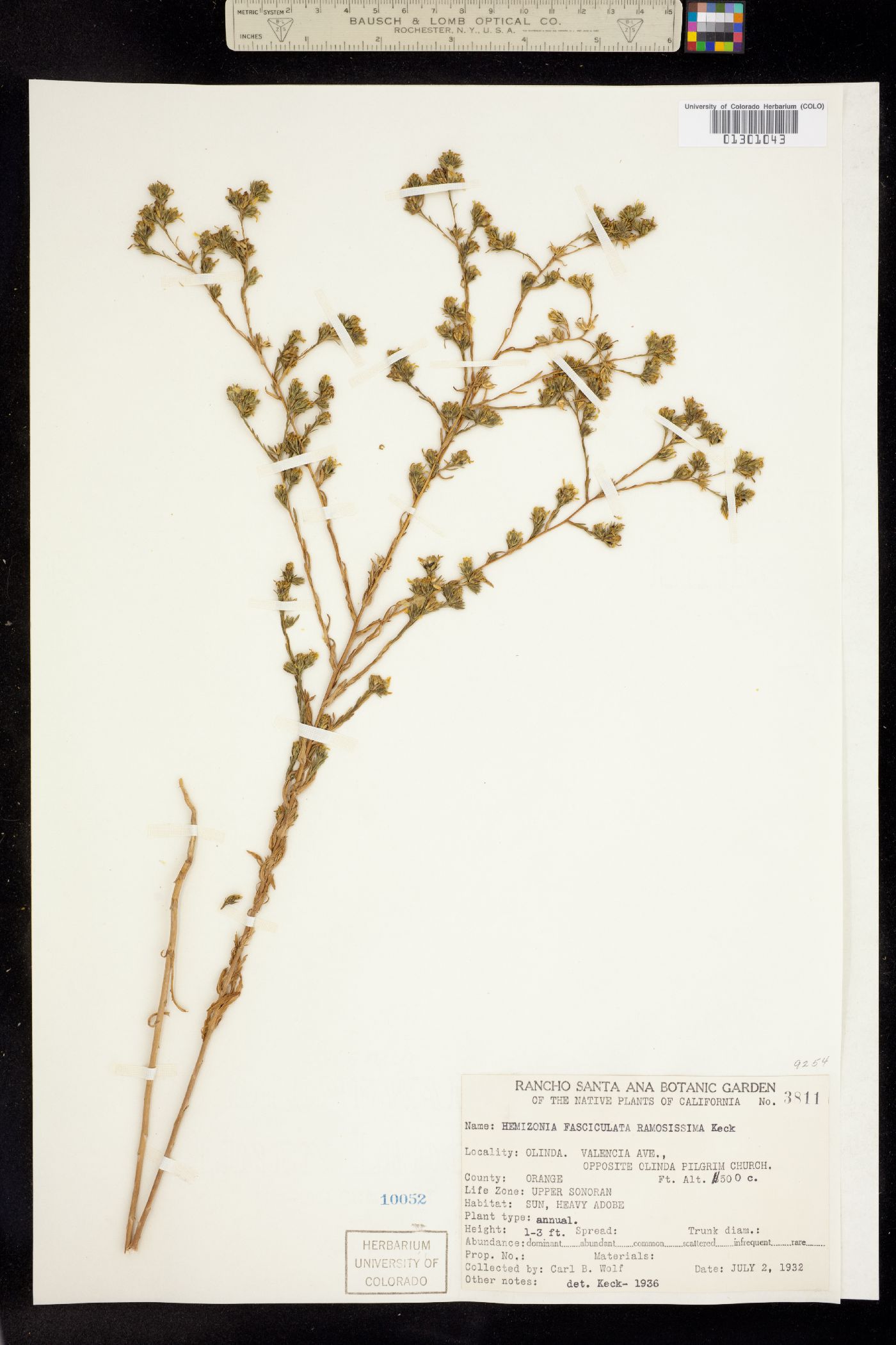 Deinandra fasciculata image