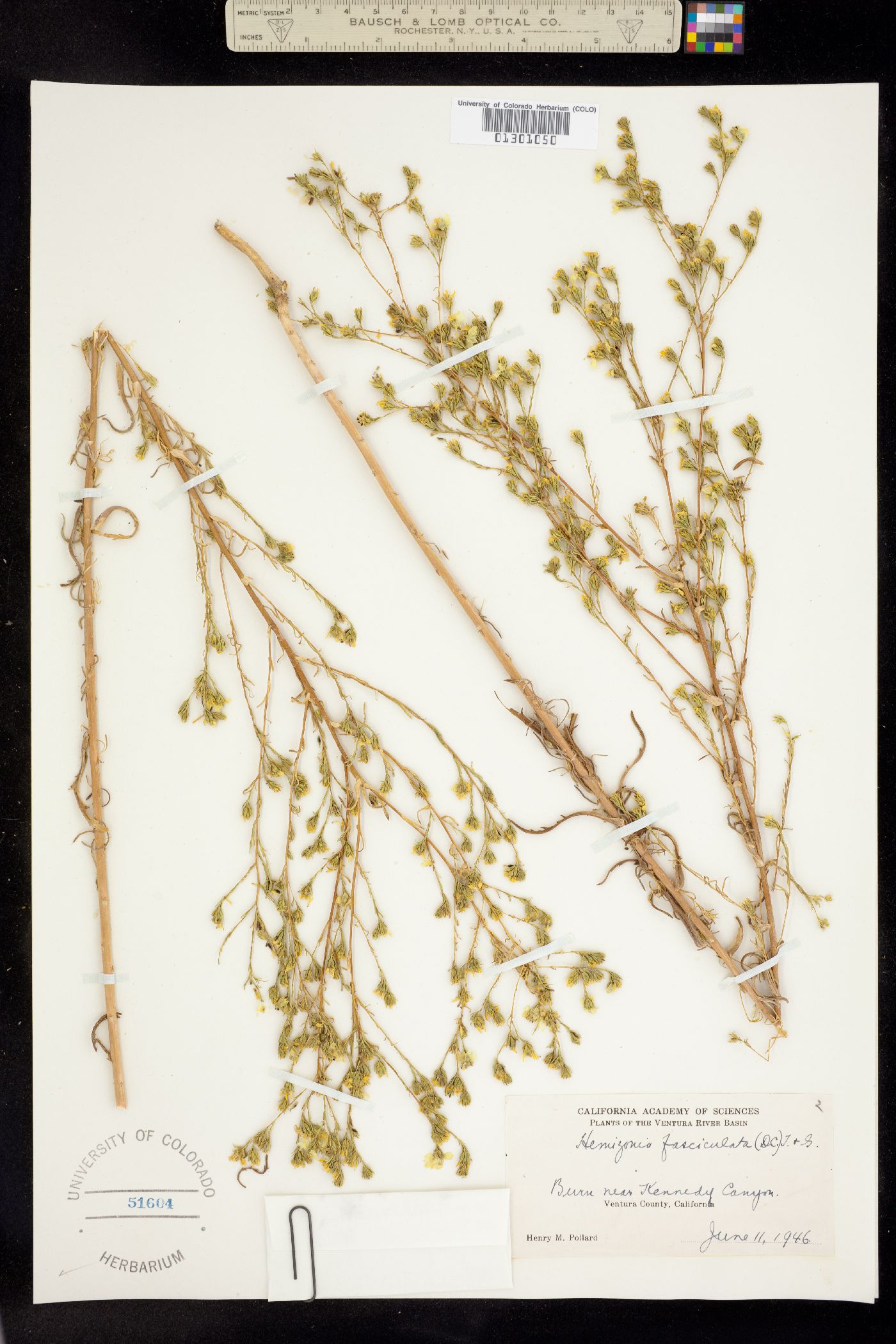 Deinandra fasciculata image