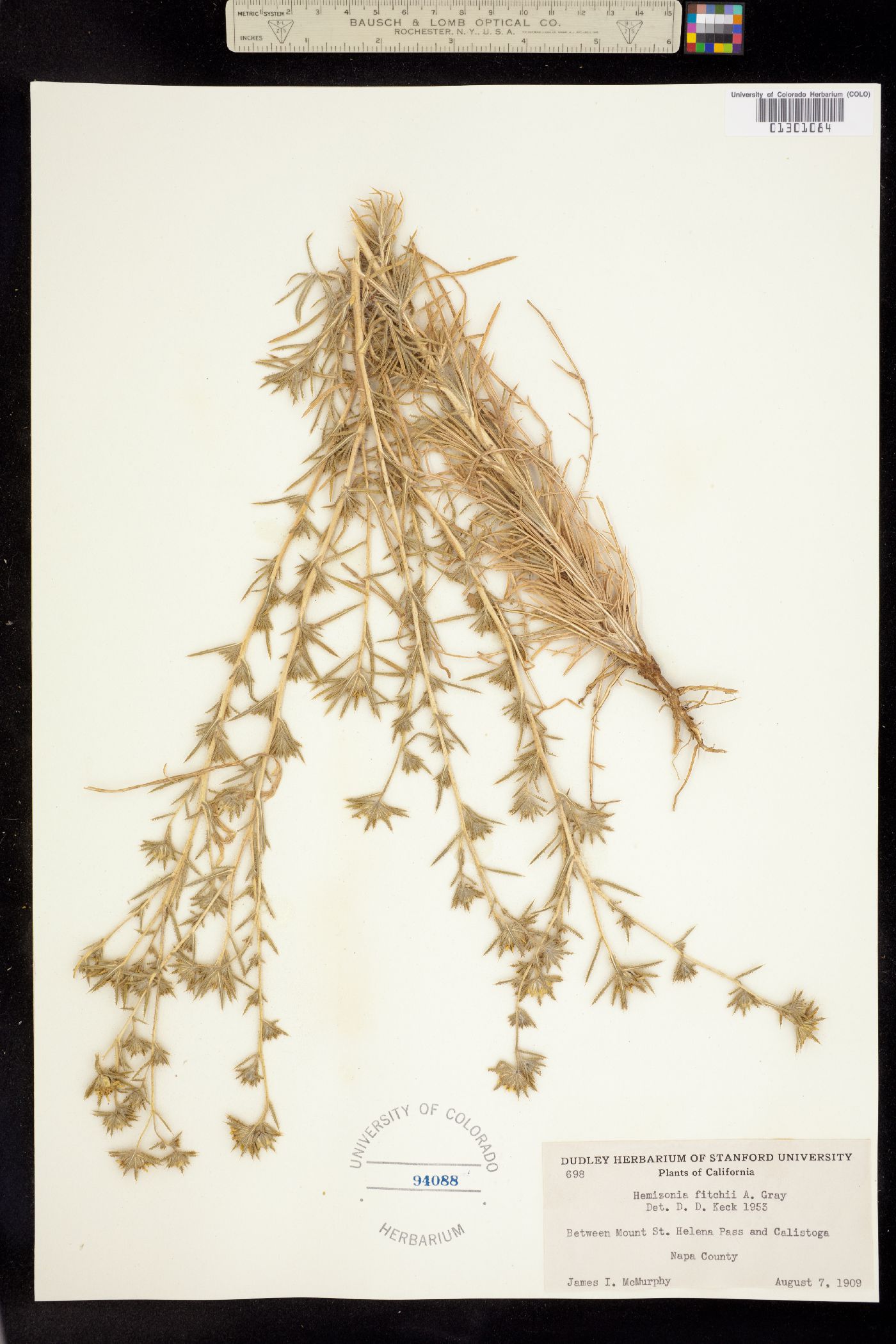 Hemizonia fitchii image