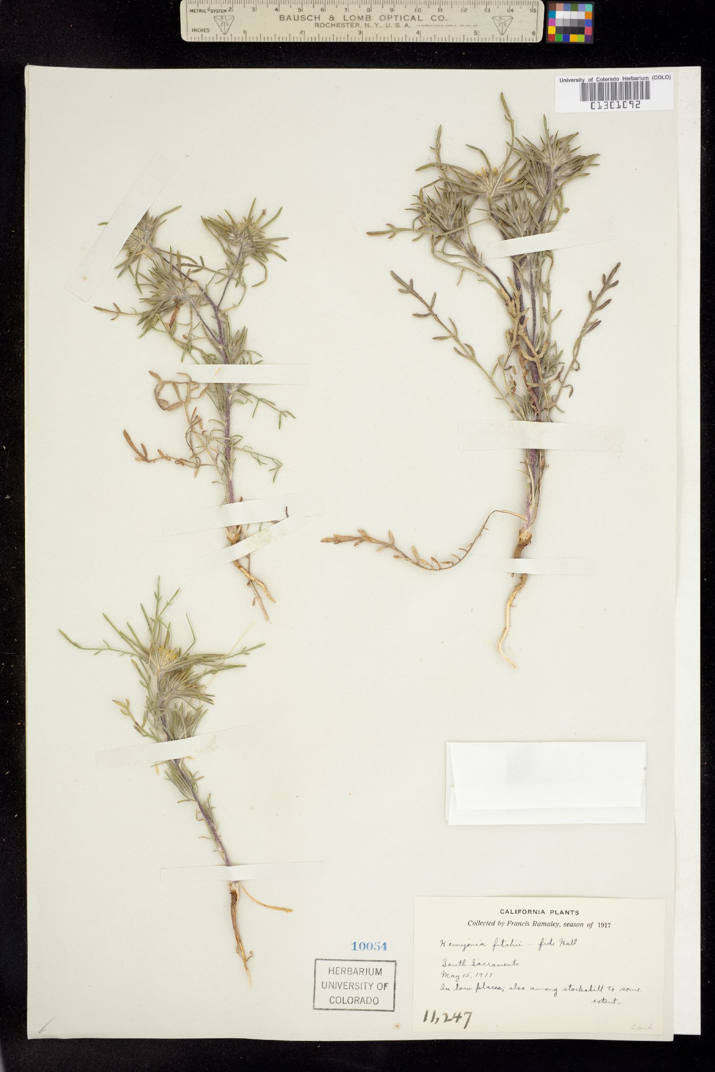 Centromadia image