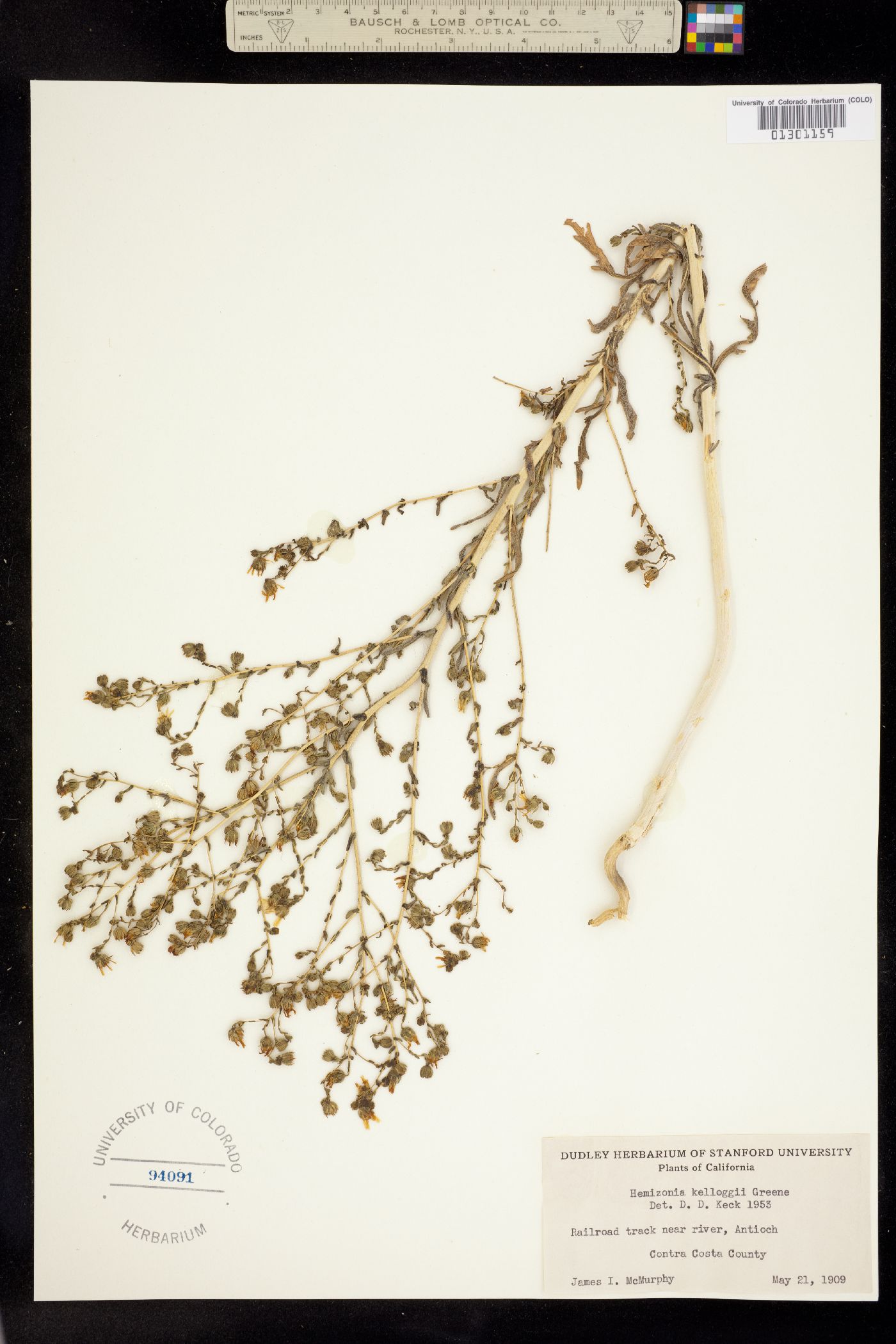 Deinandra image