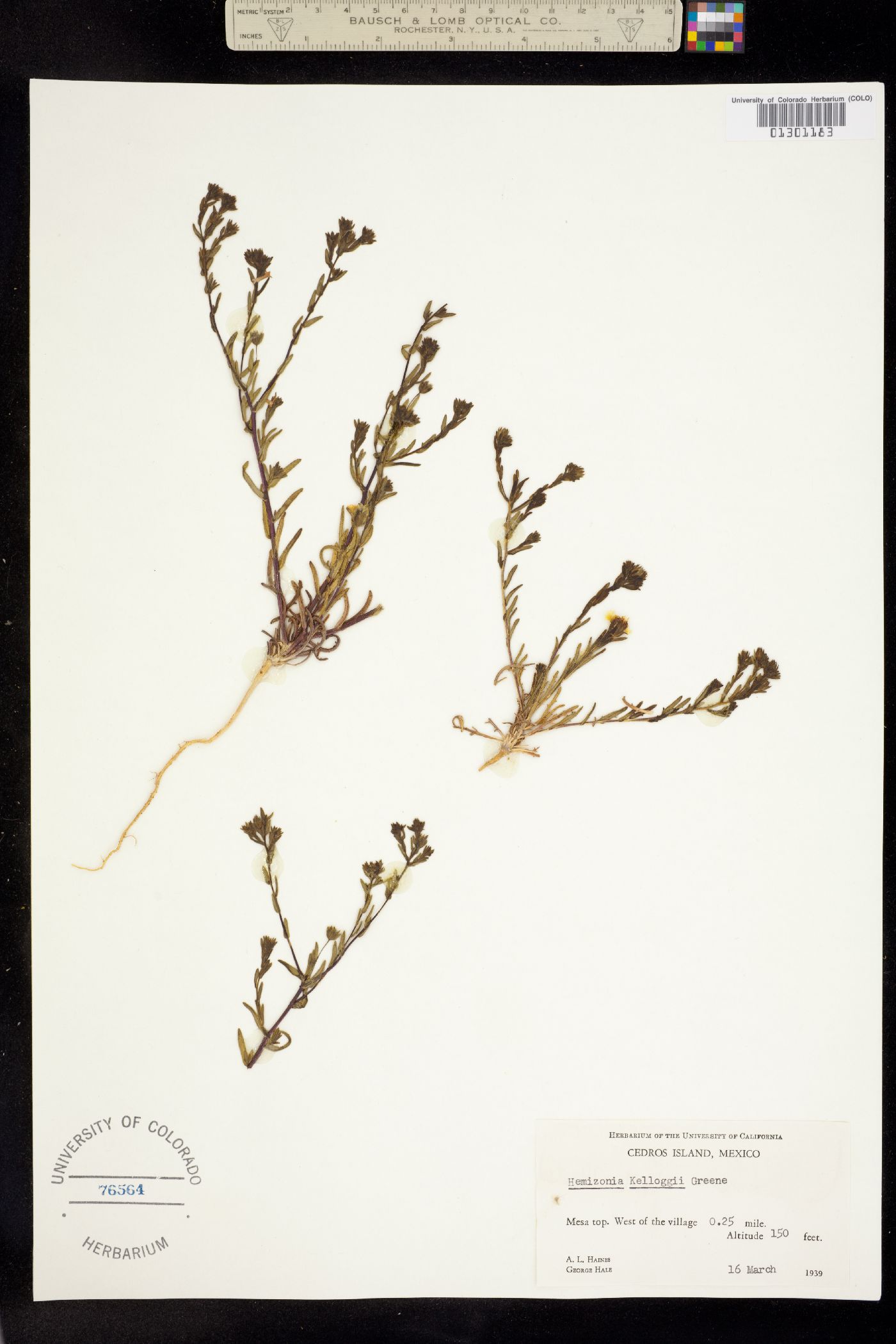 Deinandra kelloggii image