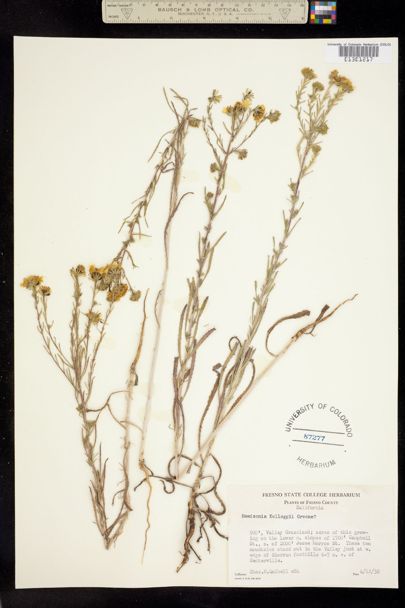 Deinandra kelloggii image