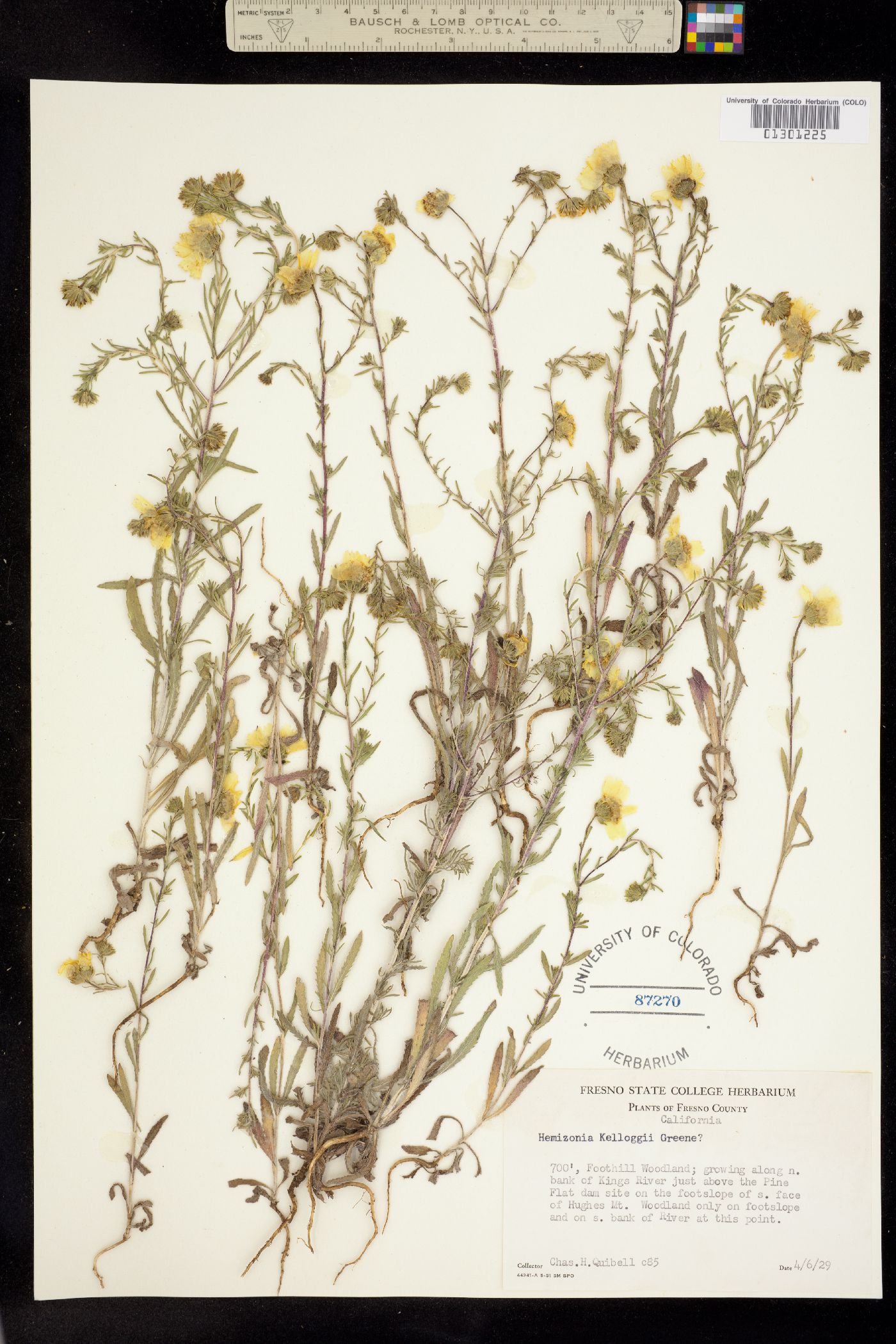 Deinandra kelloggii image