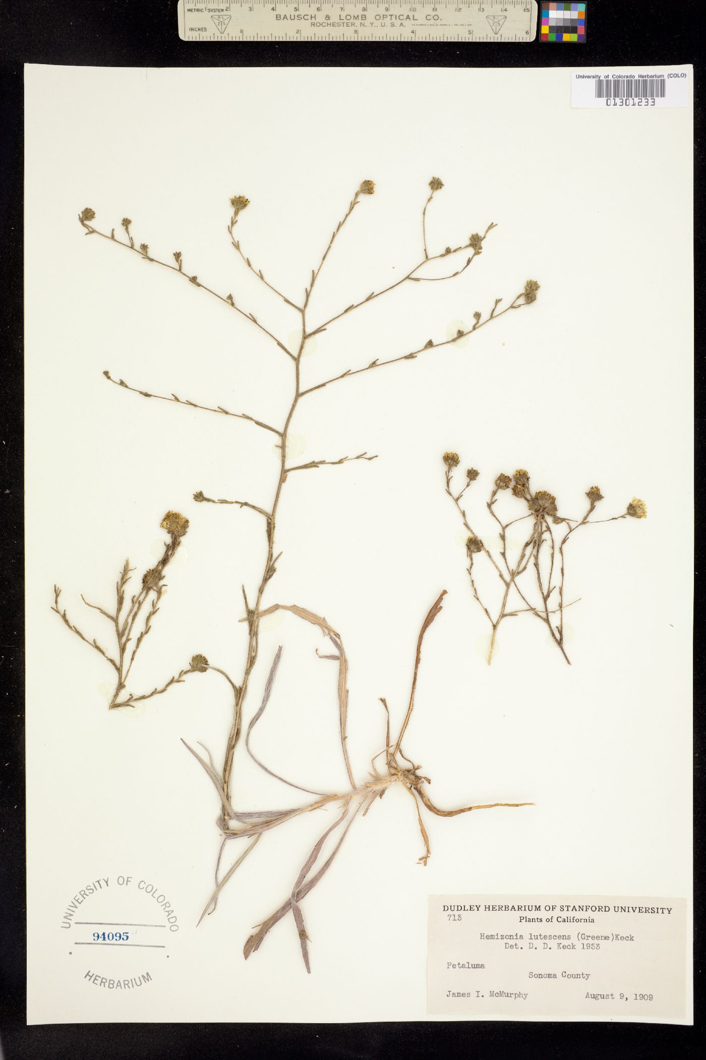 Hemizonia lutescens image