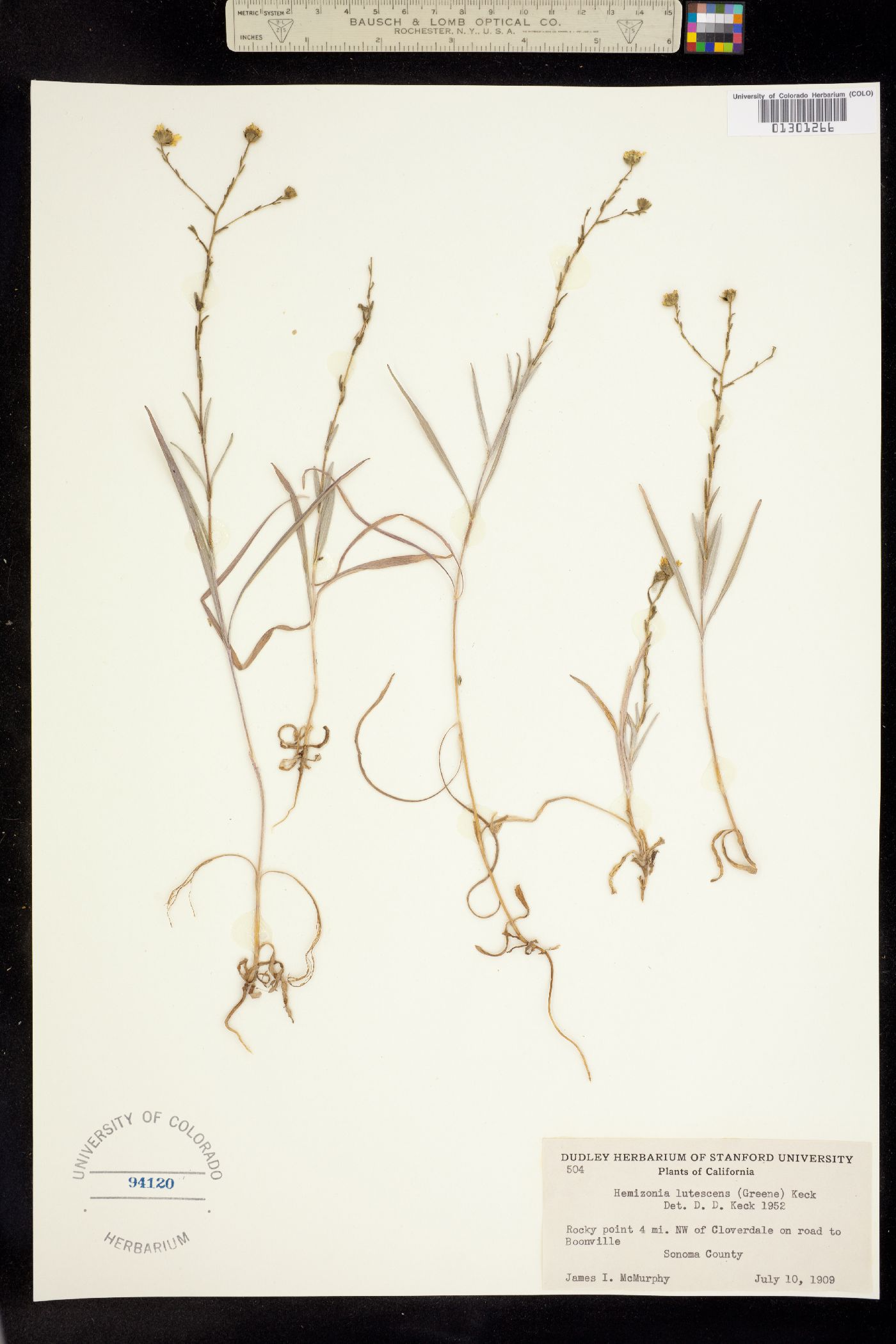 Hemizonia lutescens image