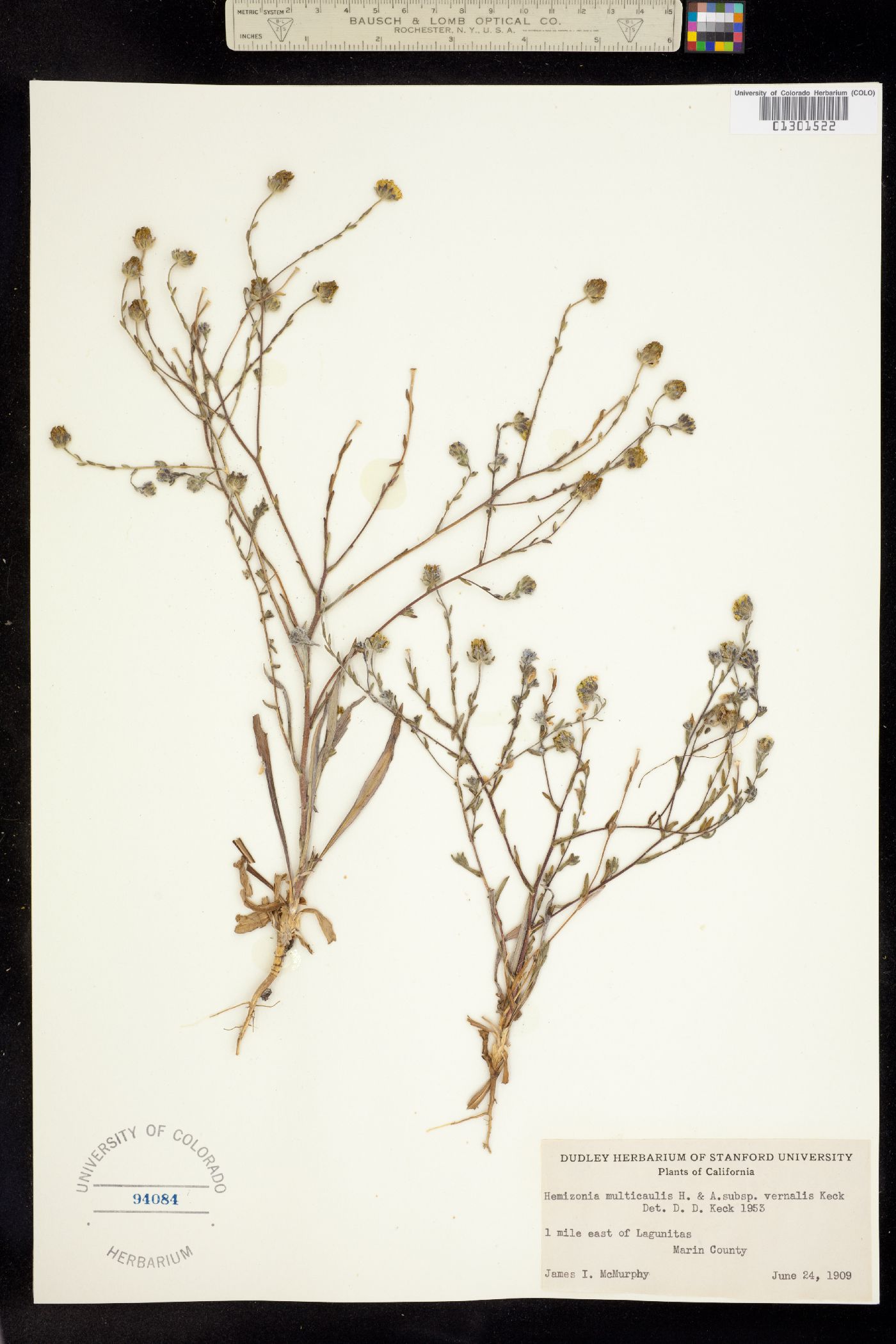 Hemizonia multicaulis image