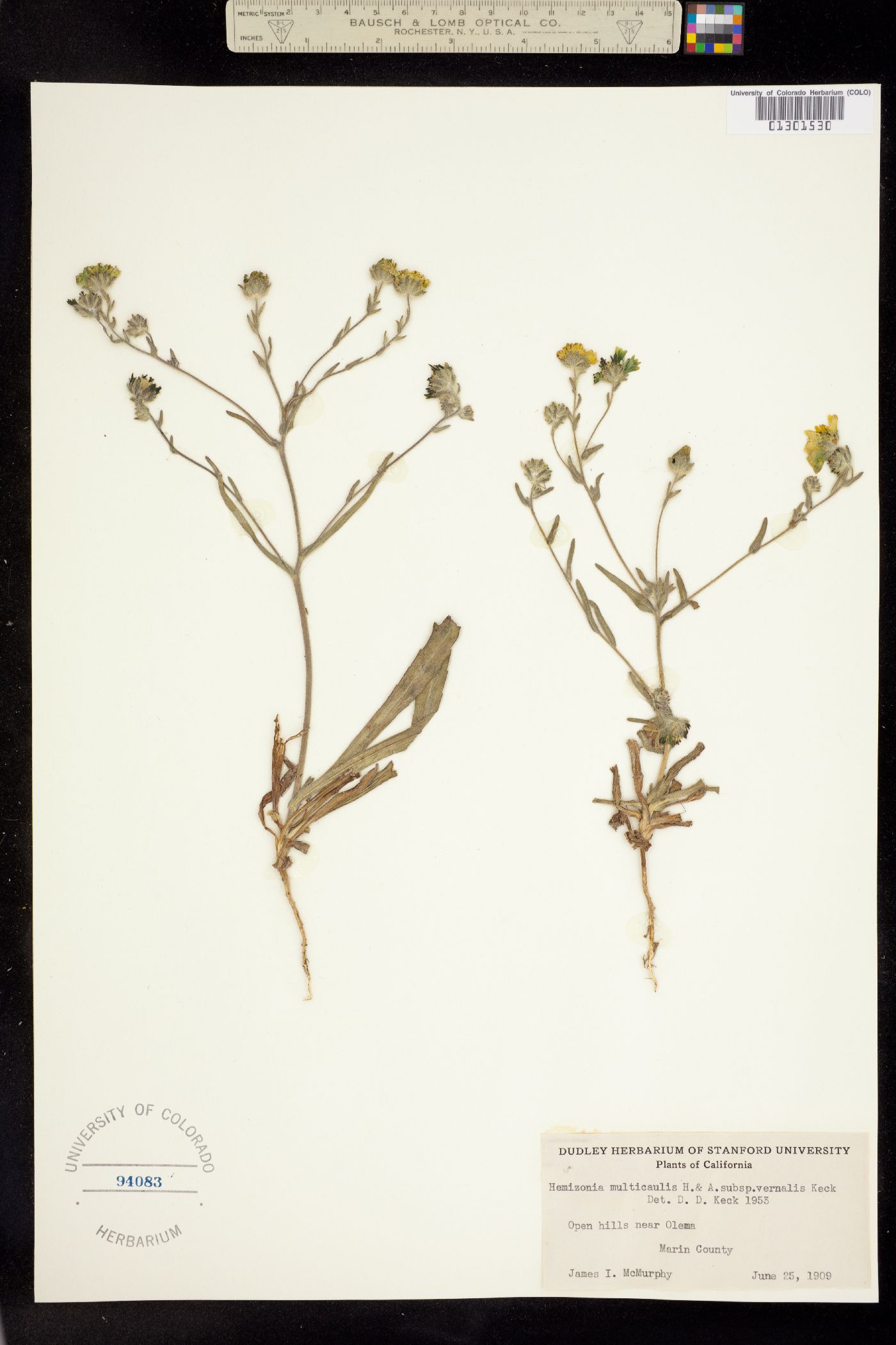 Hemizonia multicaulis image
