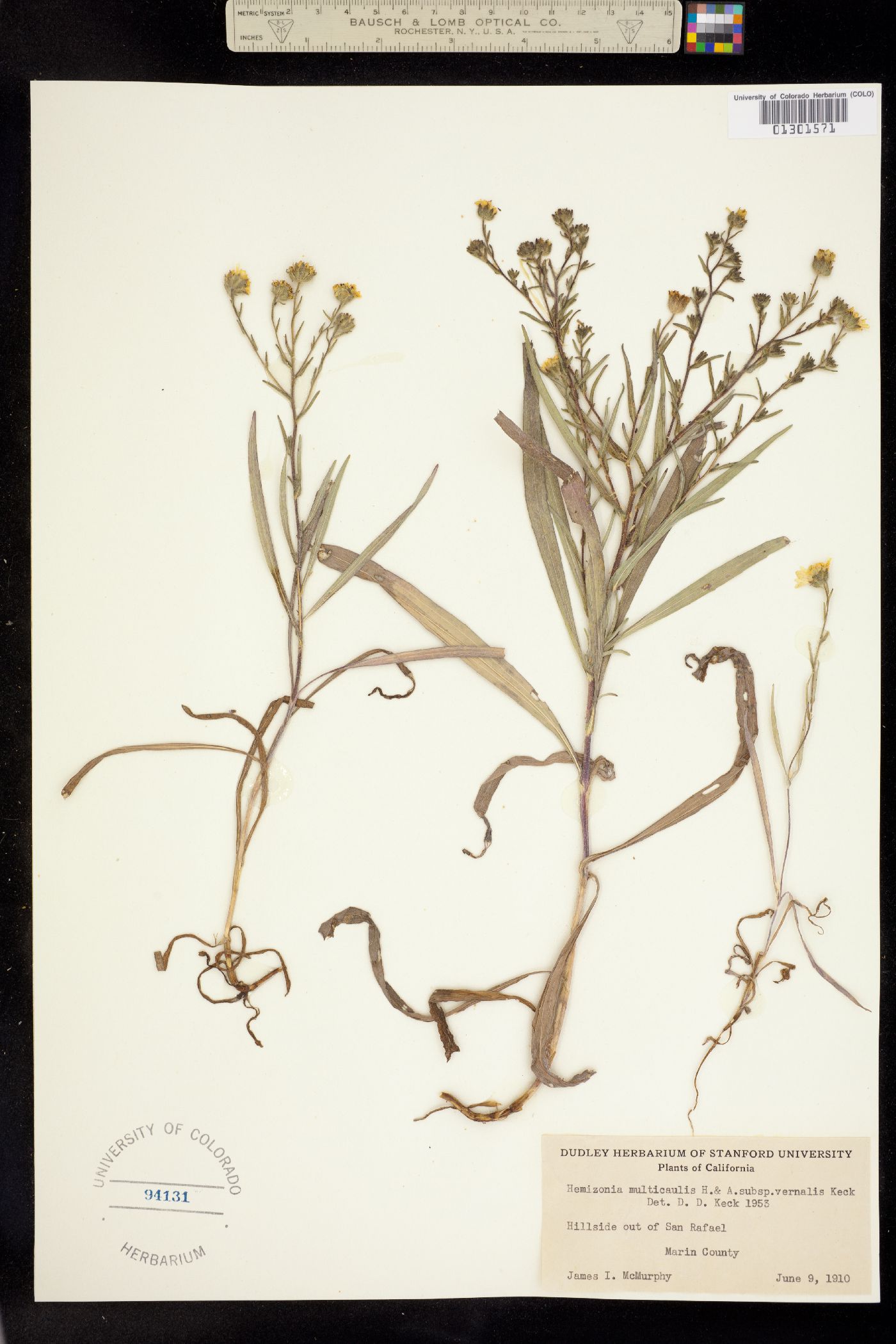 Hemizonia multicaulis image