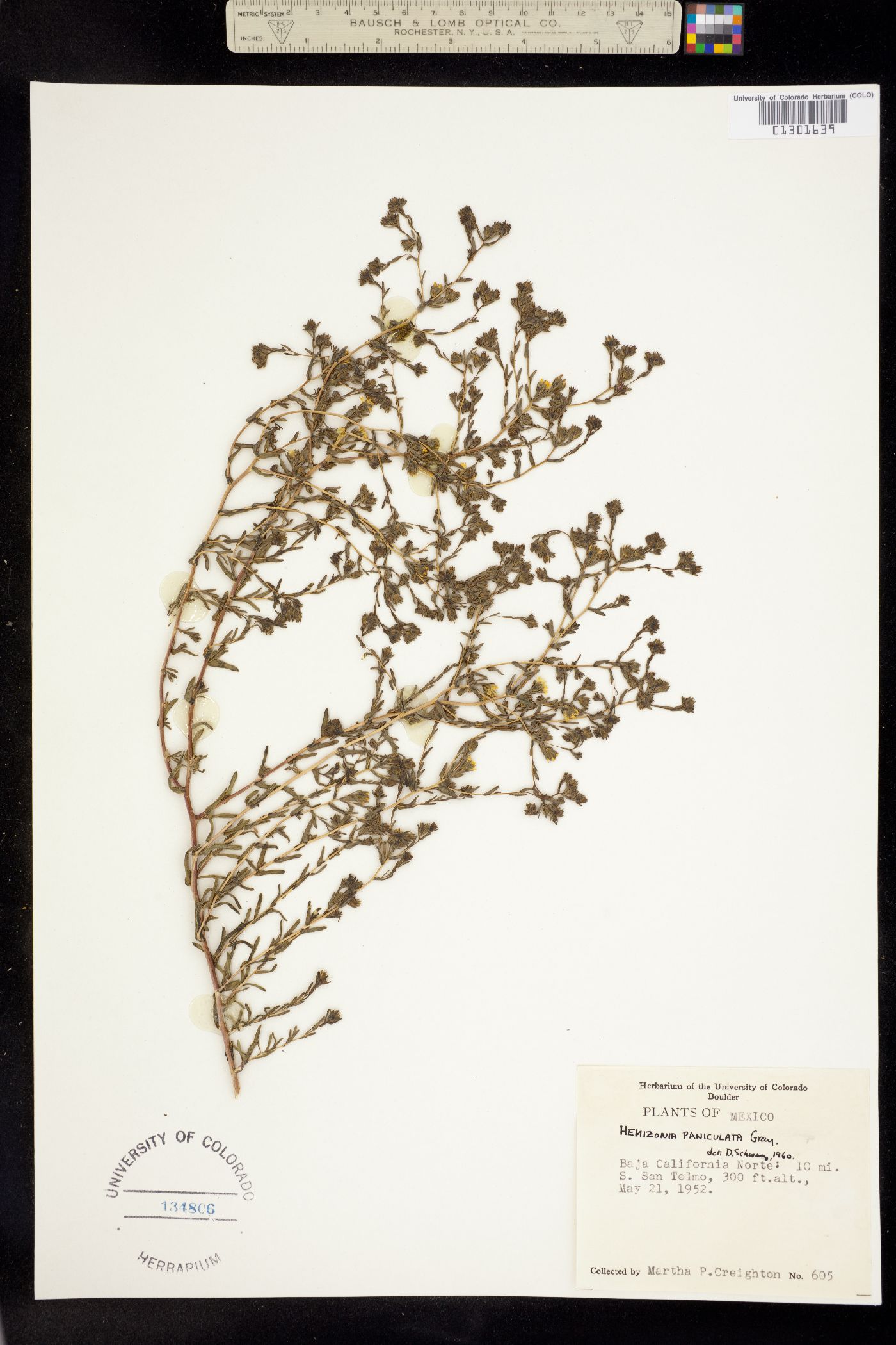 Deinandra paniculata image