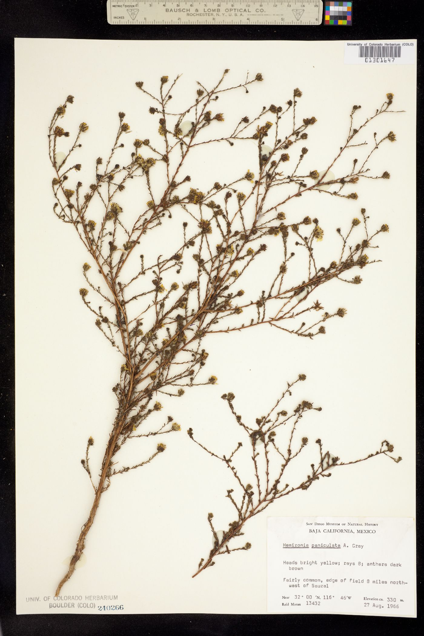 Deinandra paniculata image