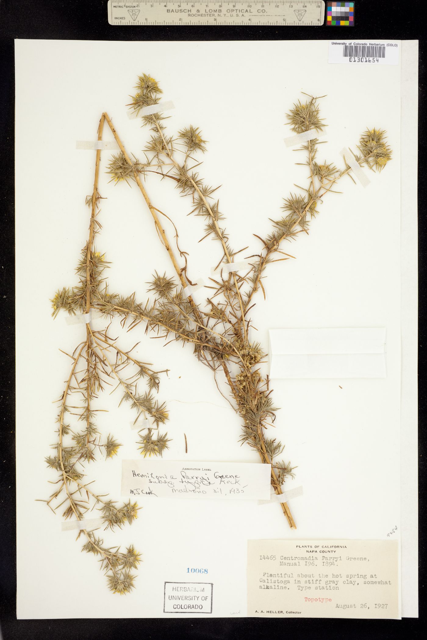 Hemizonia parryi image