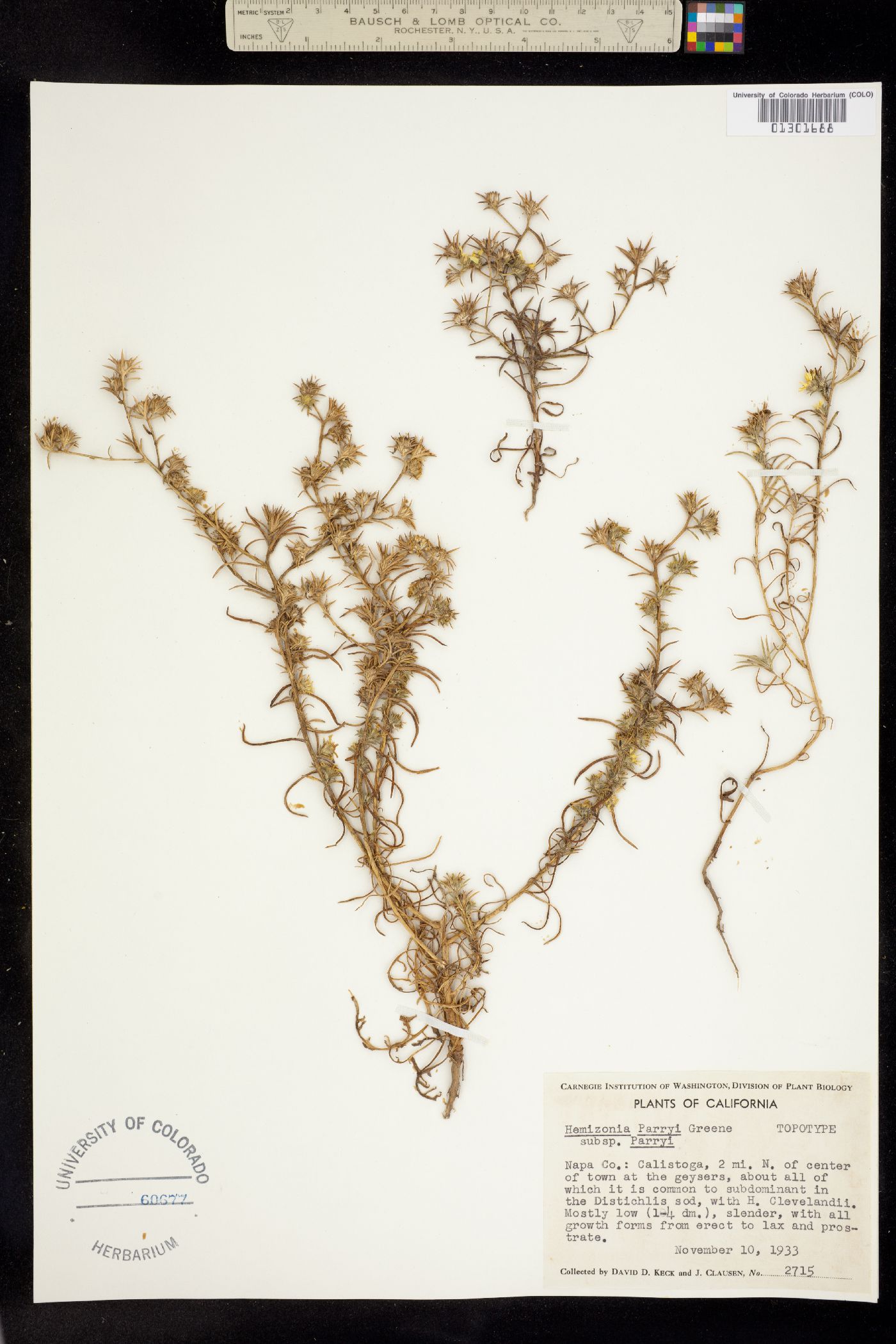 Hemizonia parryi image