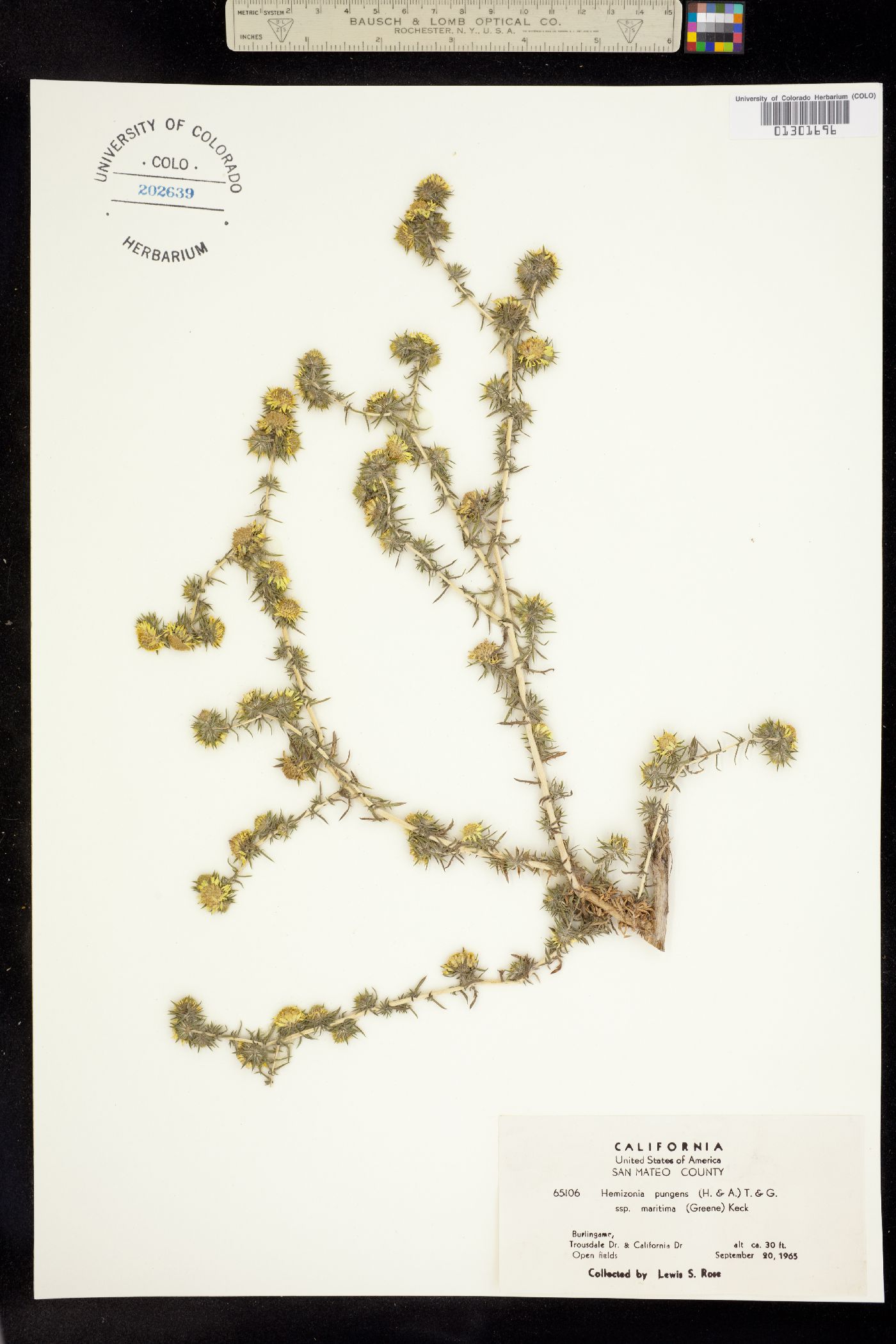 Hemizonia pungens image