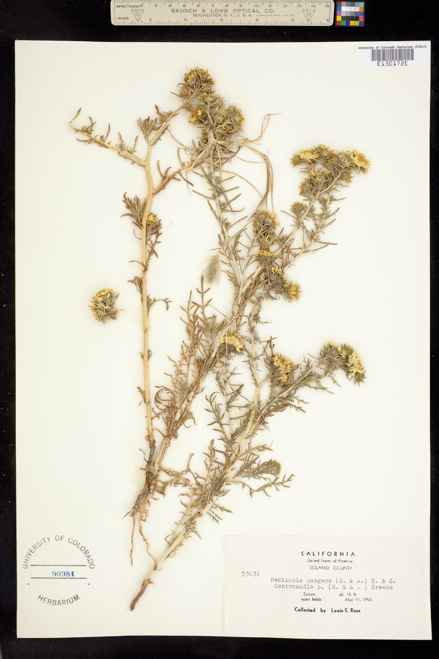 Hemizonia pungens image