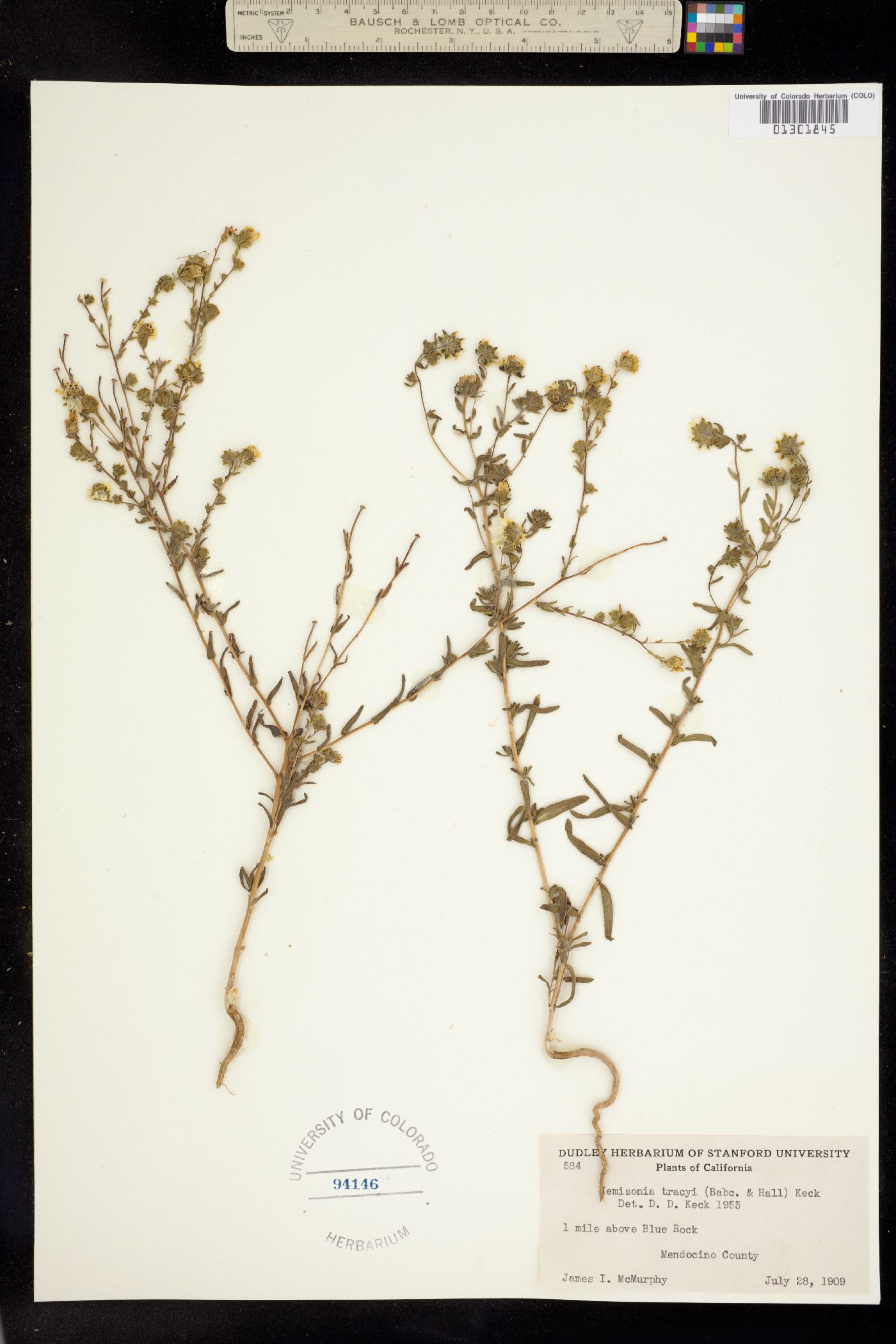 Hemizonia tracyi image