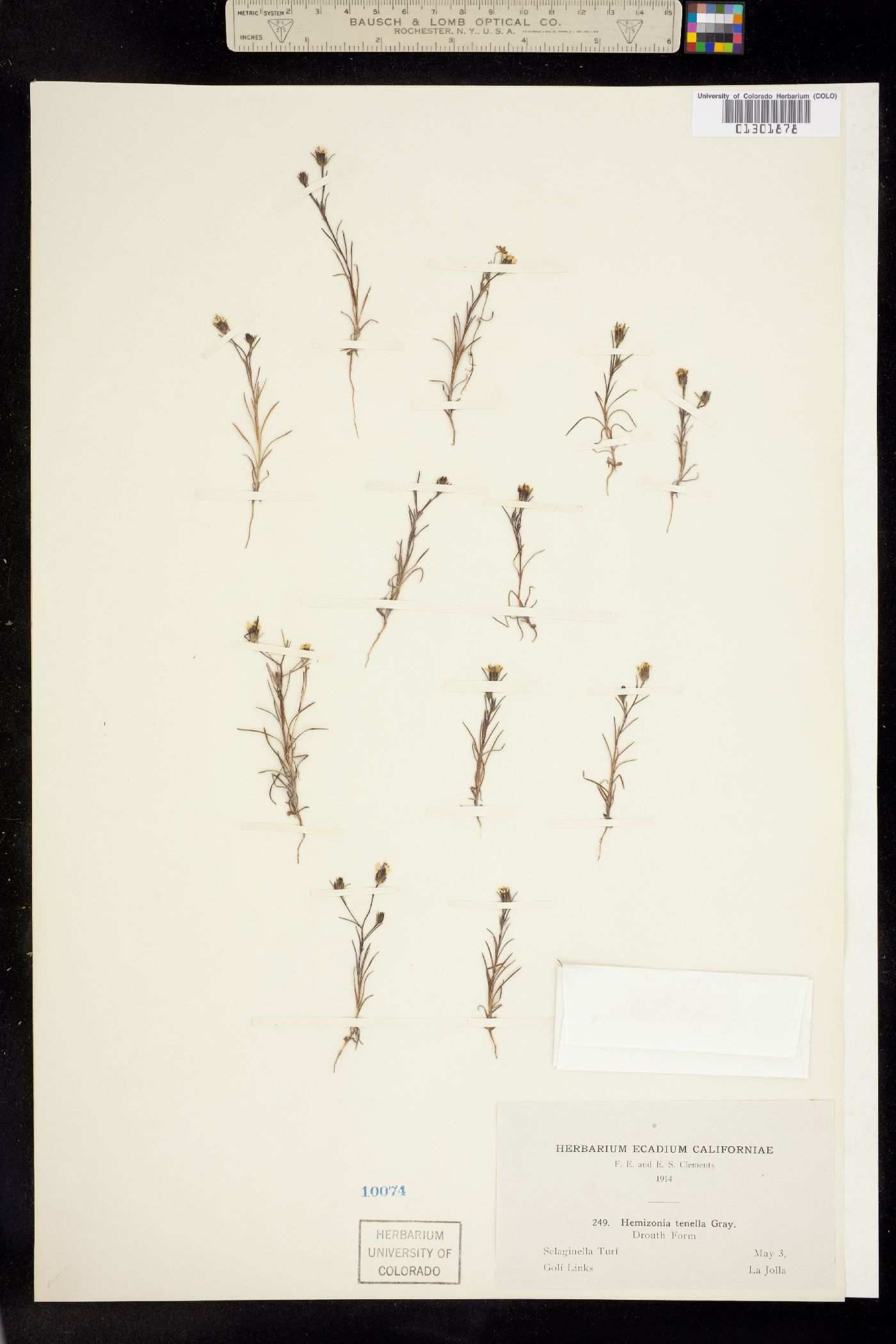 Osmadenia tenella image
