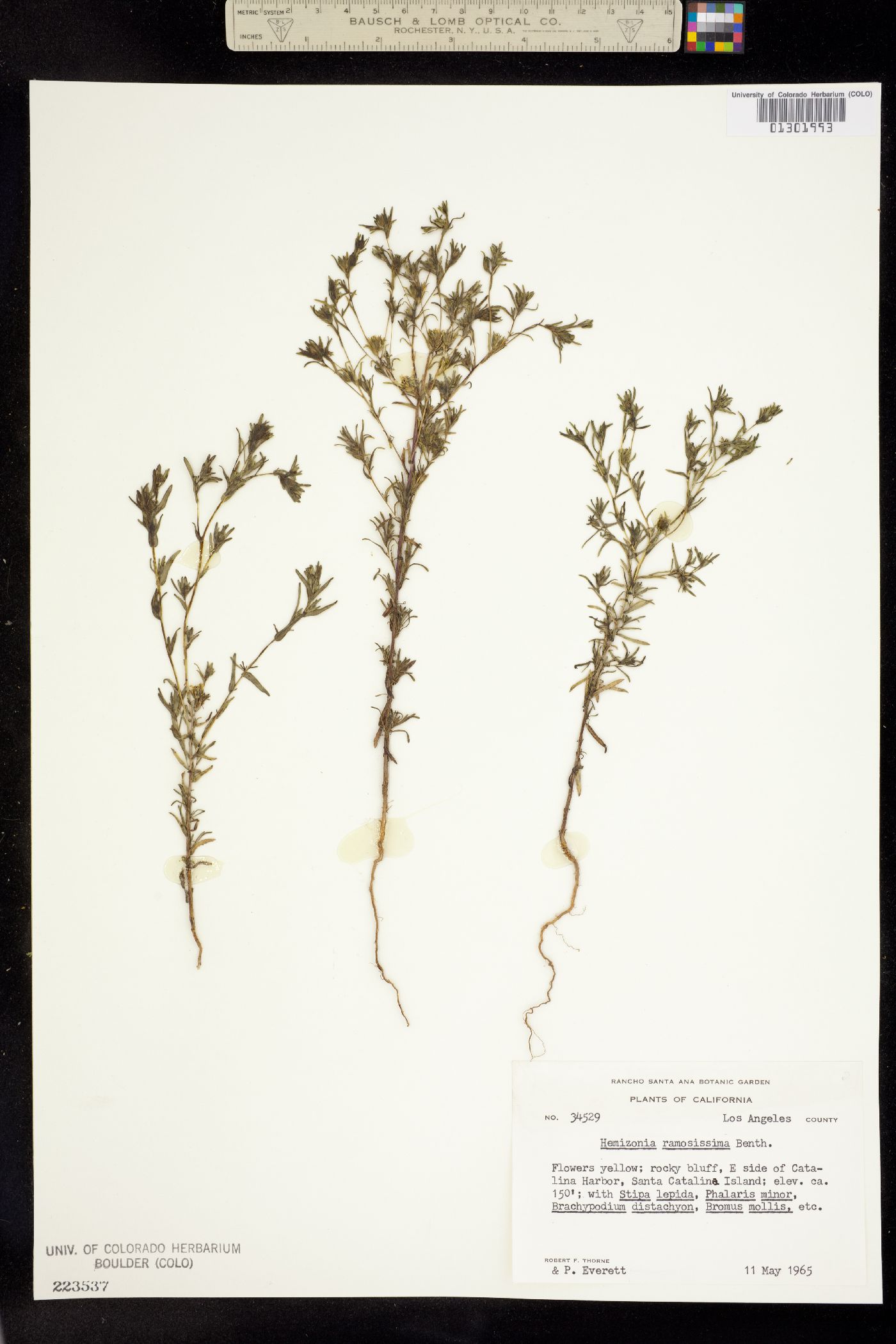 Deinandra fasciculata image