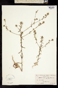 Hemizonia calyculata image