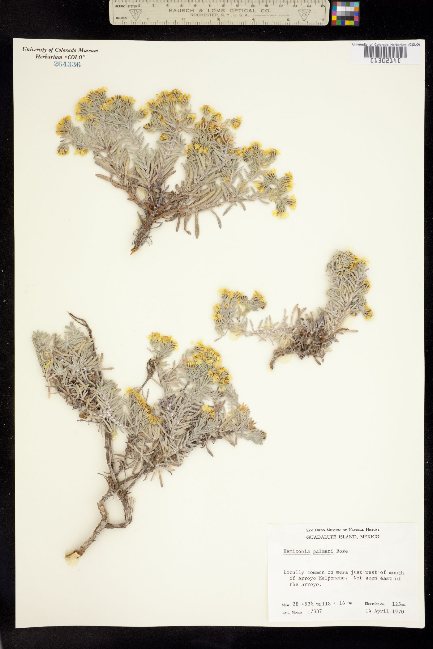 Hemizonia palmeri image