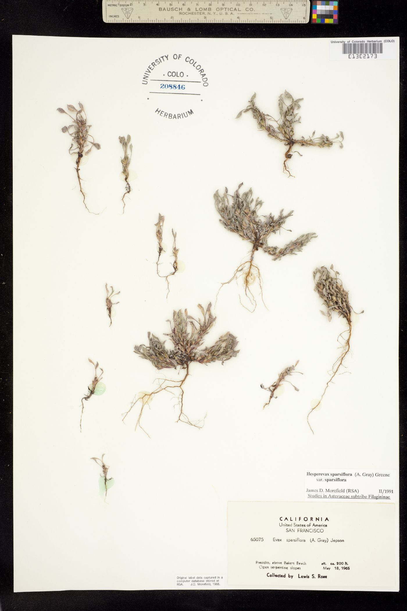 Hesperevax sparsiflora image