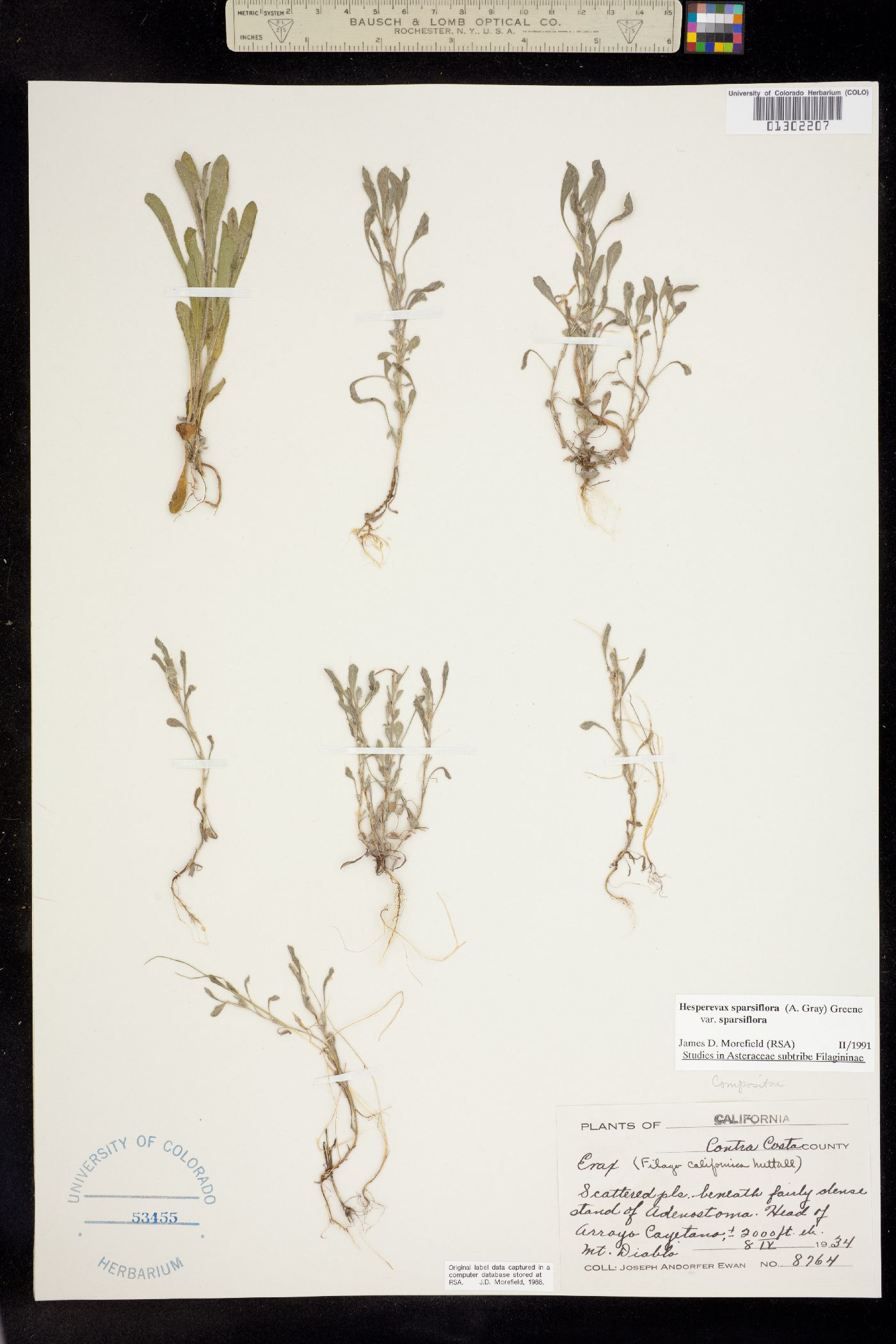 Hesperevax sparsiflora image