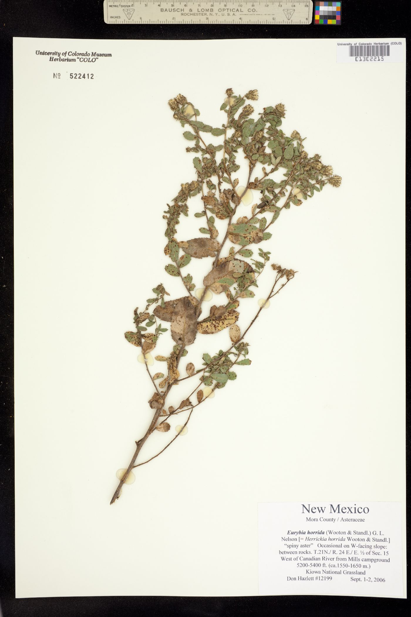 Herrickia horrida image