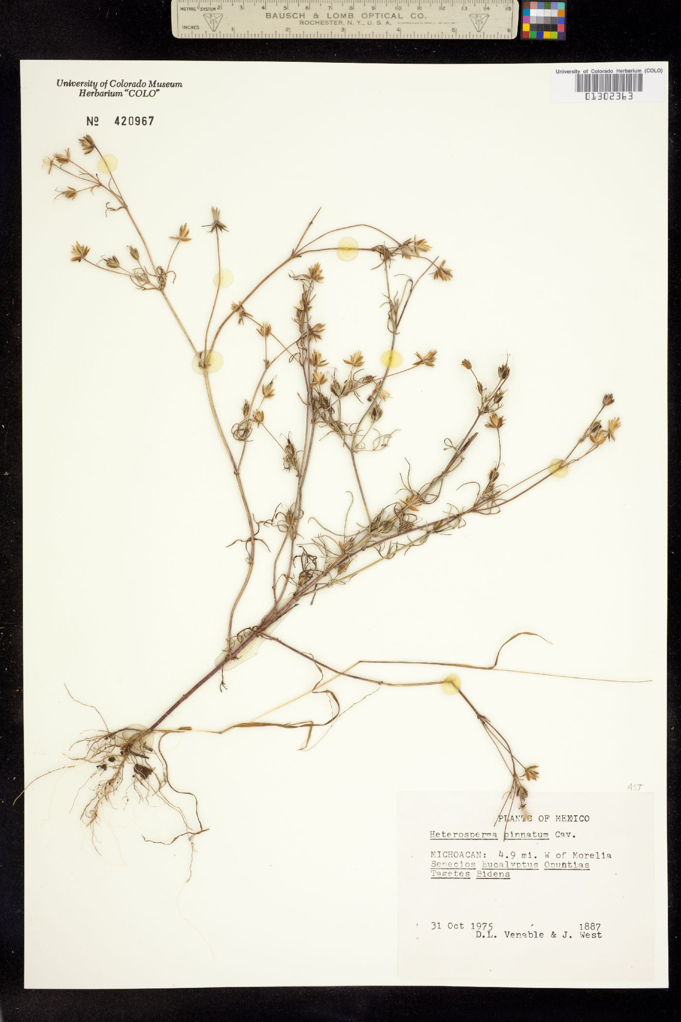 Heterosperma pinnatum image