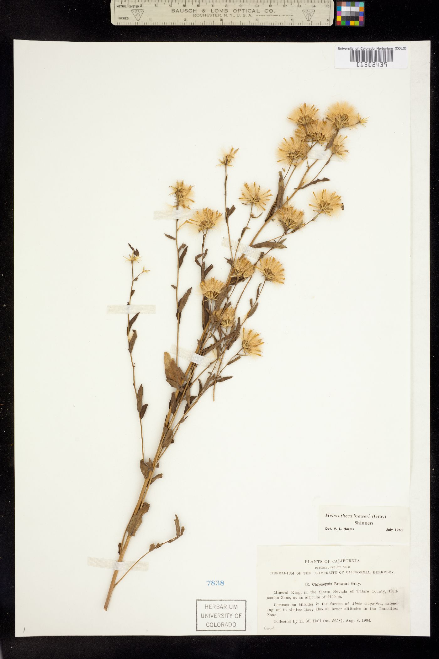 Eucephalus breweri image