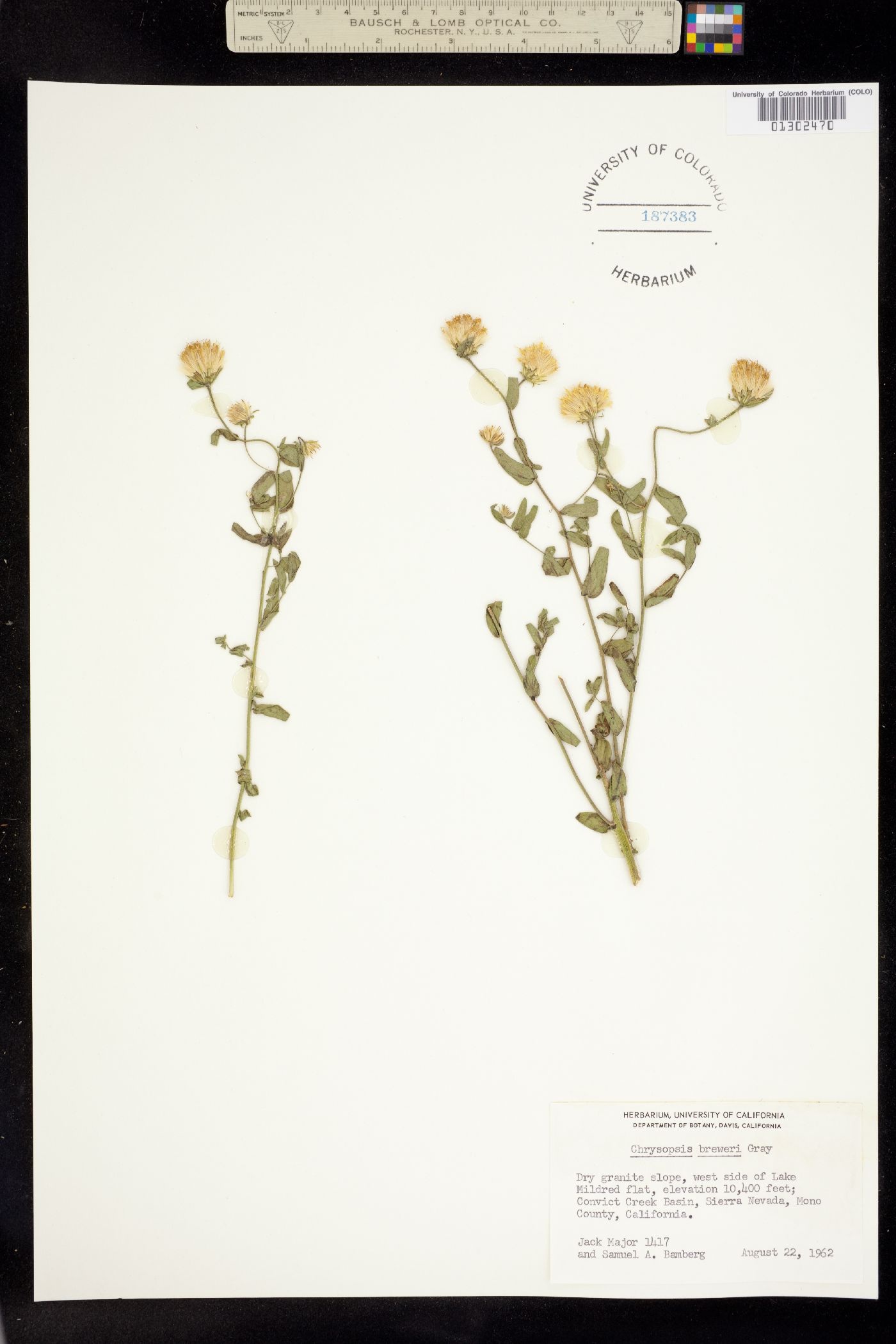 Heterotheca camphorata image
