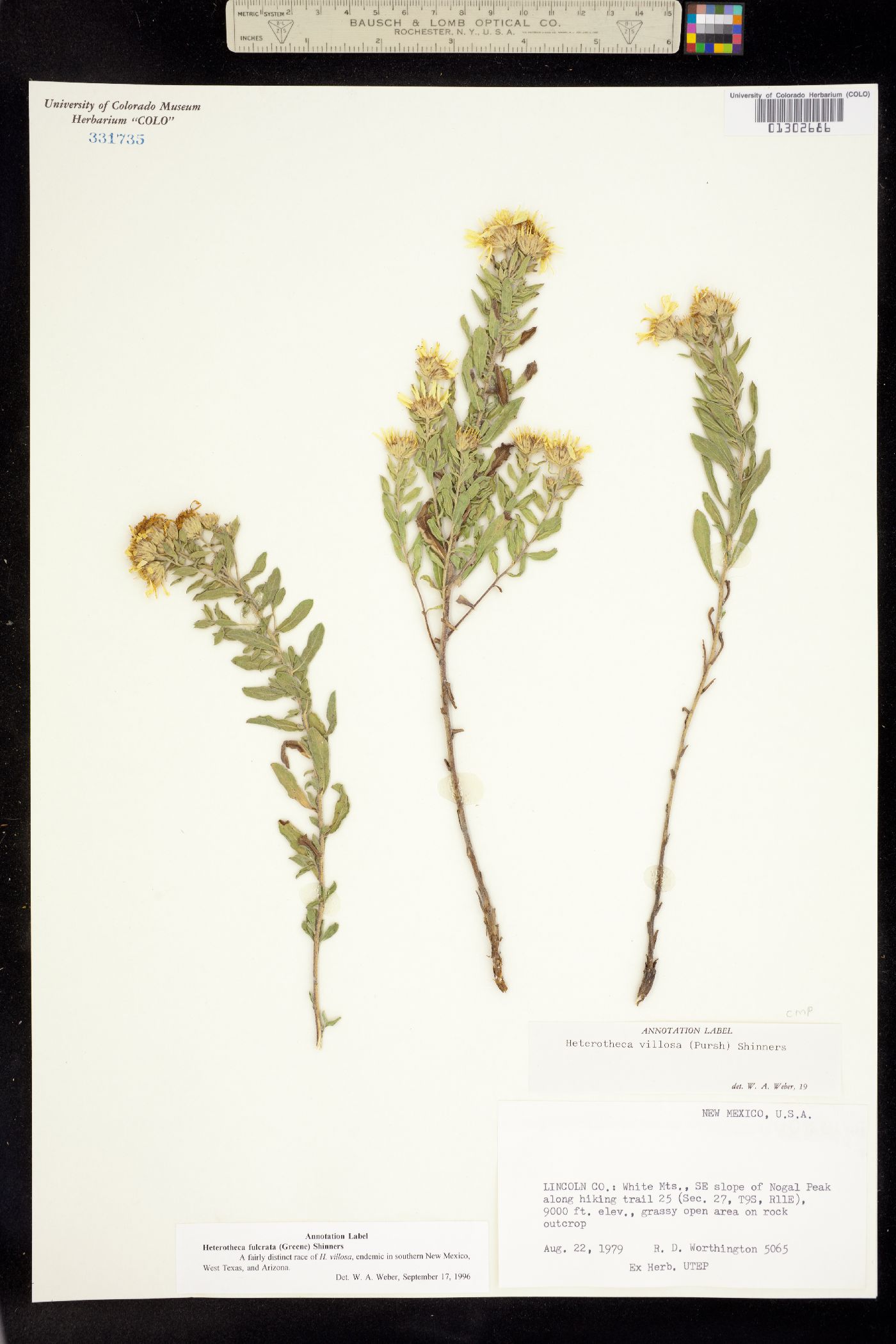 Heterotheca fulcrata image