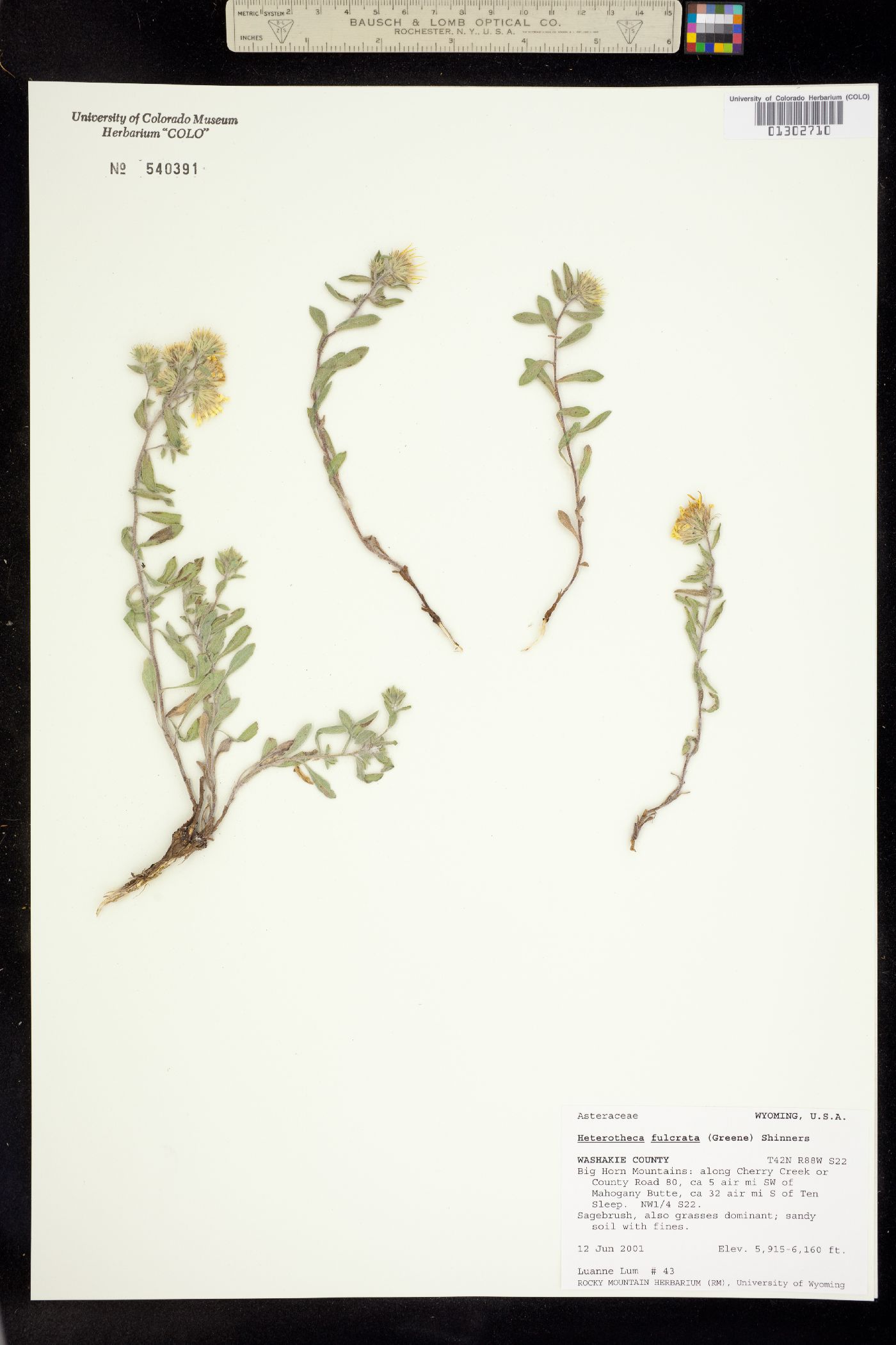 Heterotheca fulcrata image