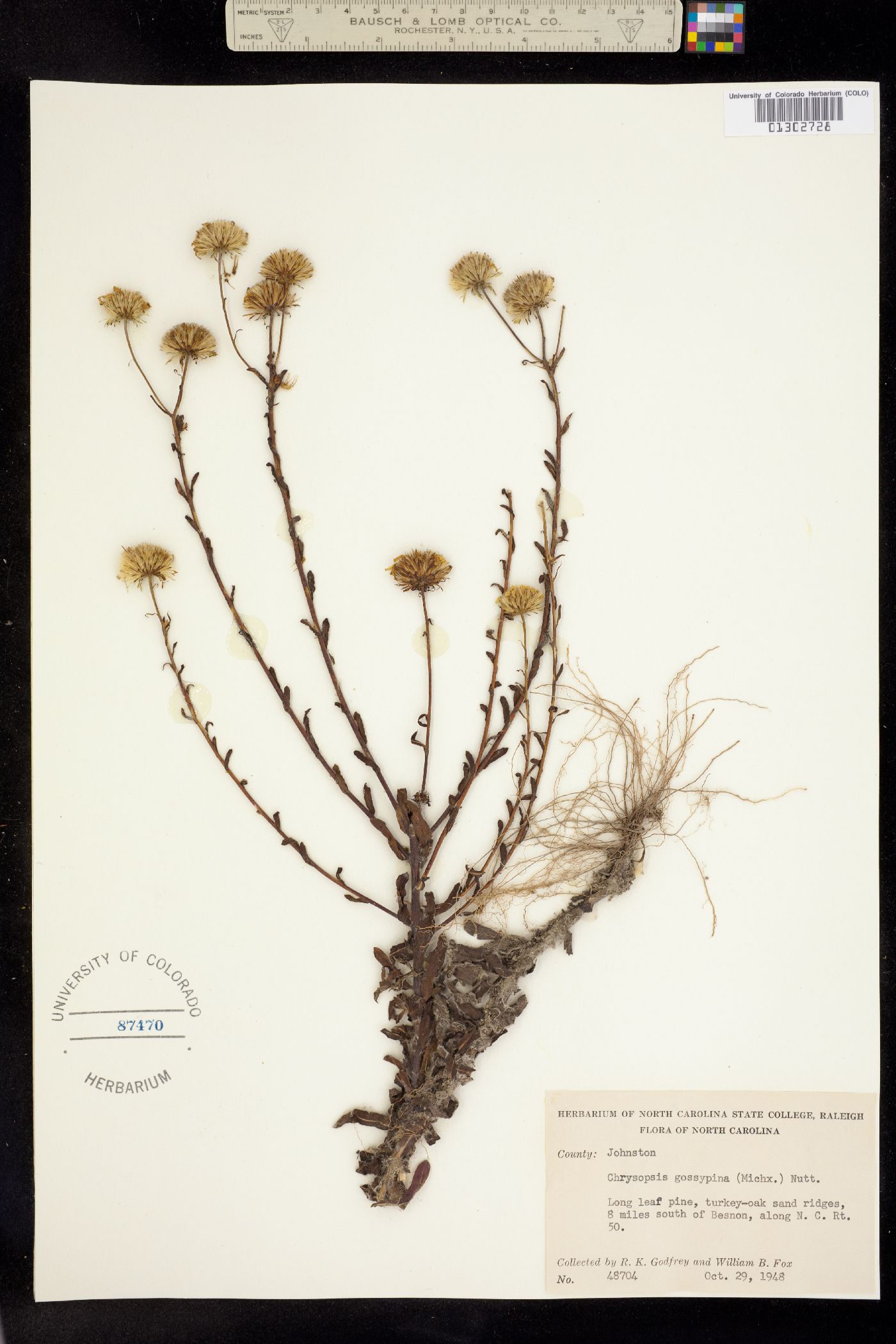 Heterotheca gossypina image