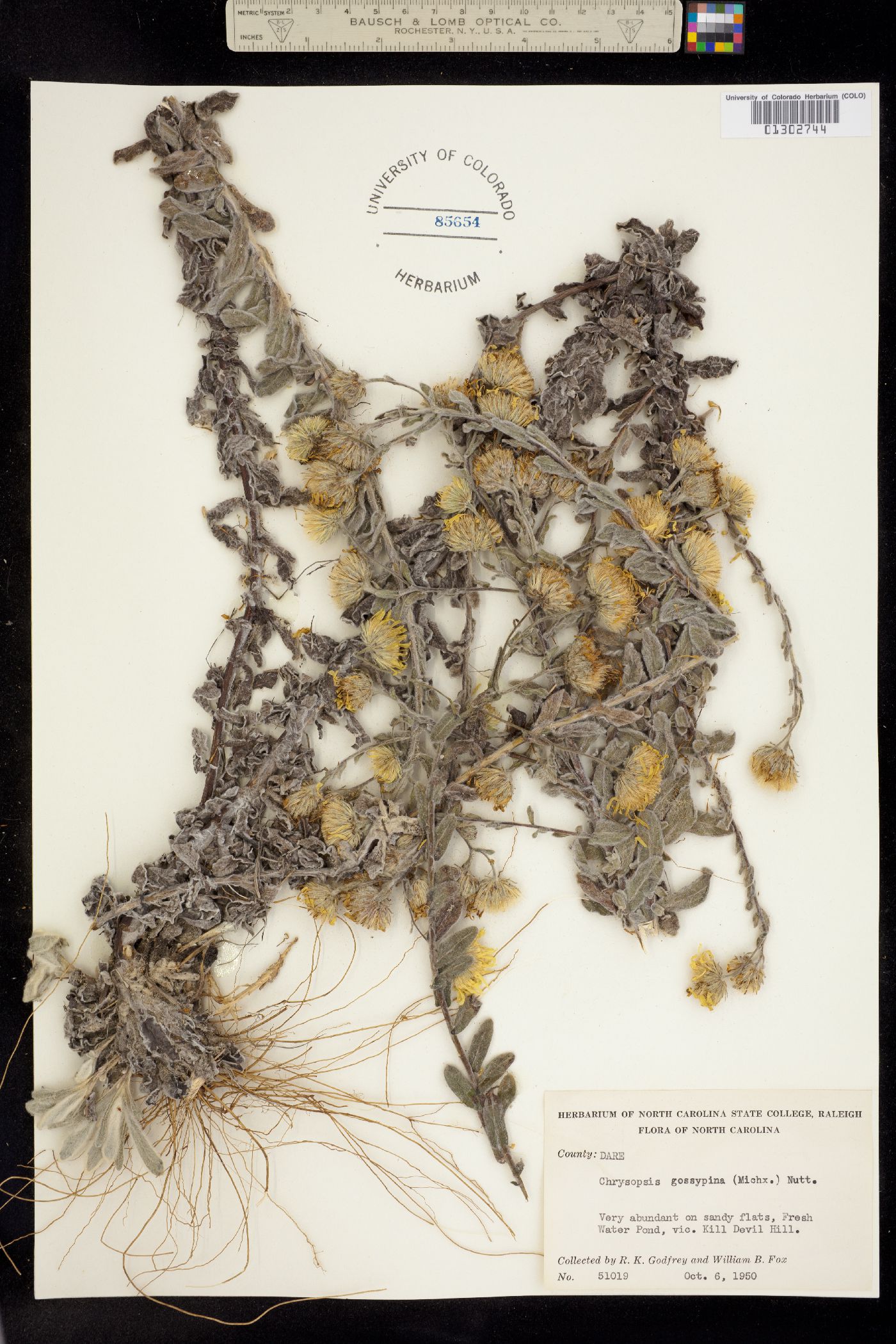 Heterotheca gossypina image