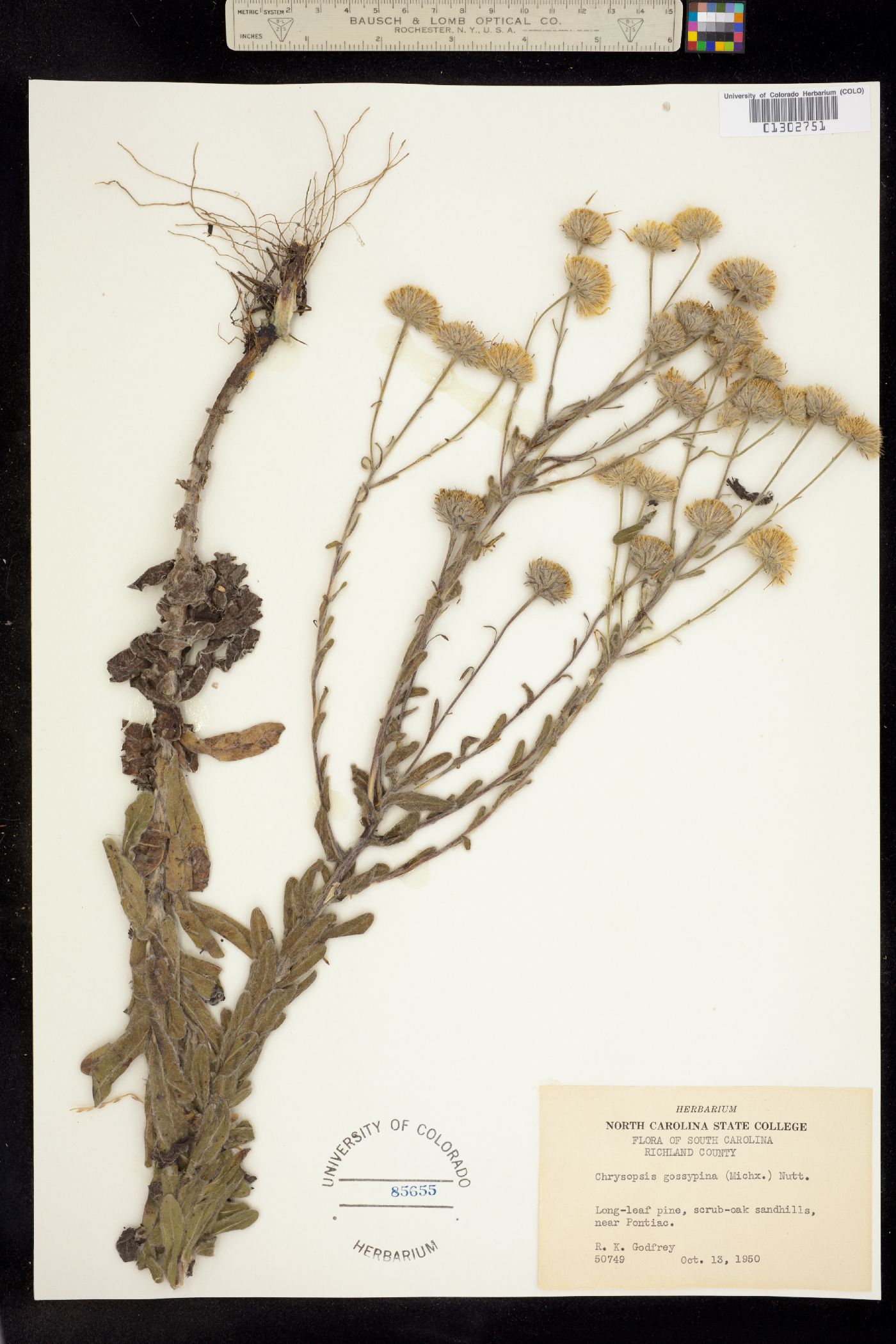 Heterotheca gossypina image