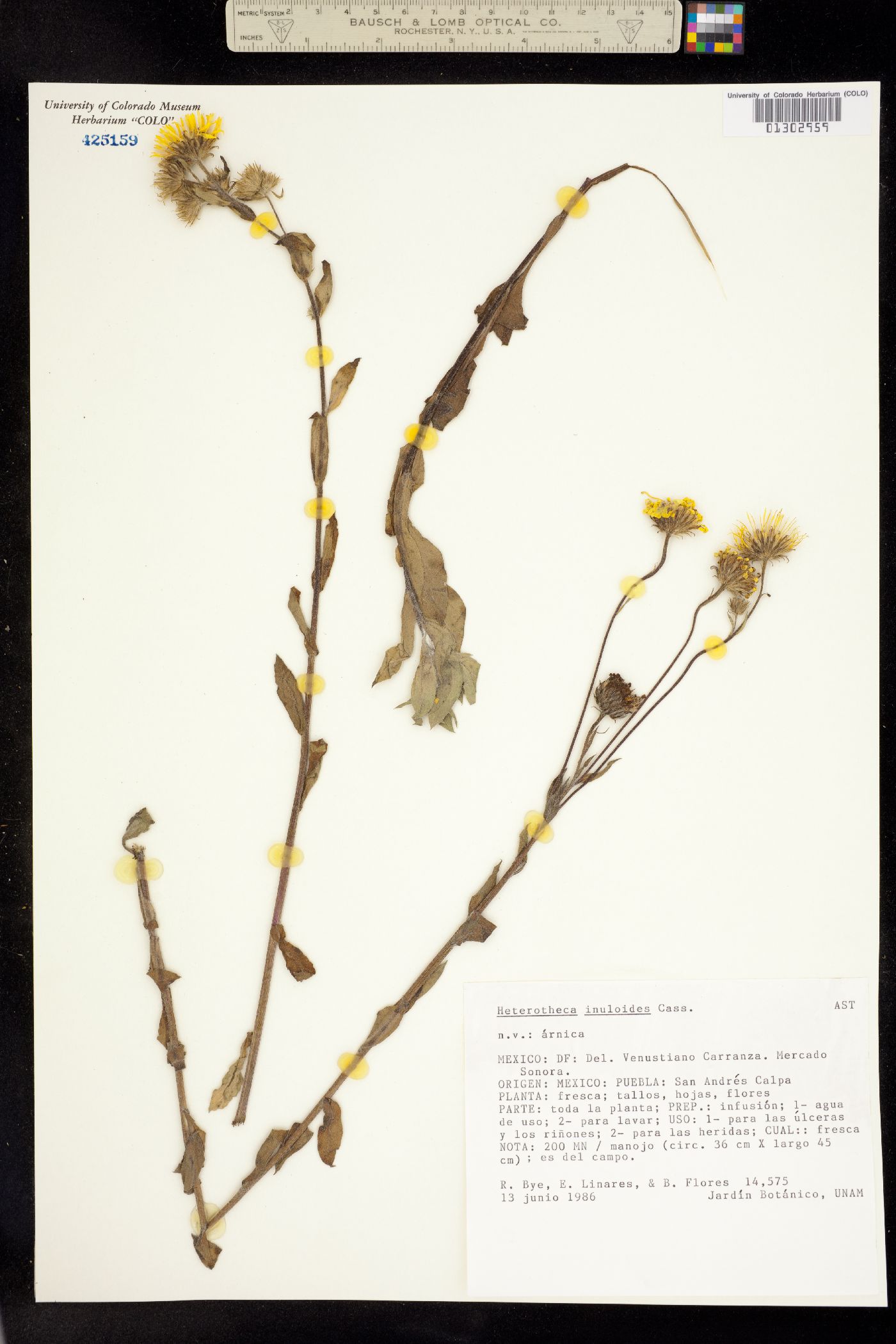 Heterotheca inuloides image