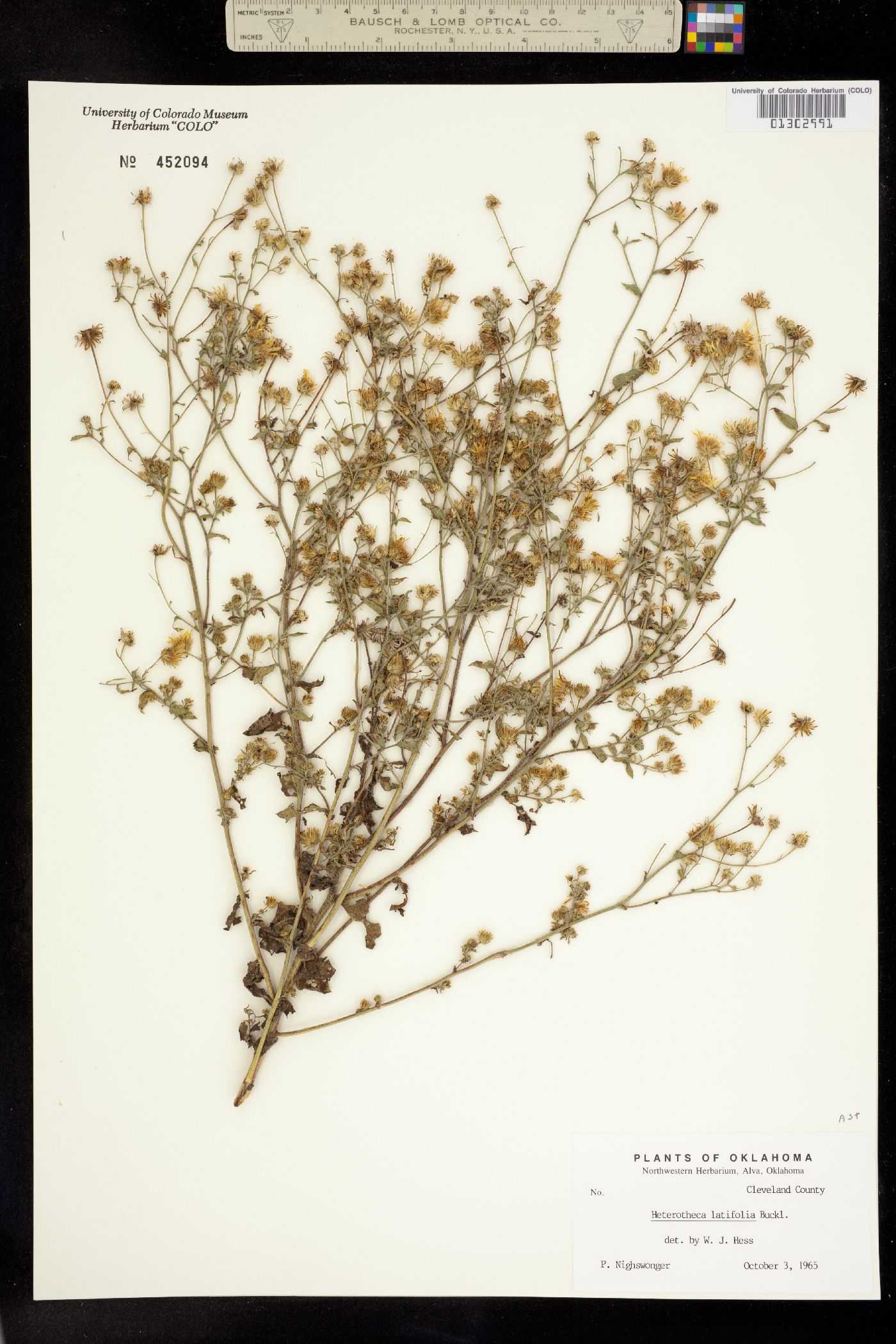 Heterotheca latifolia image