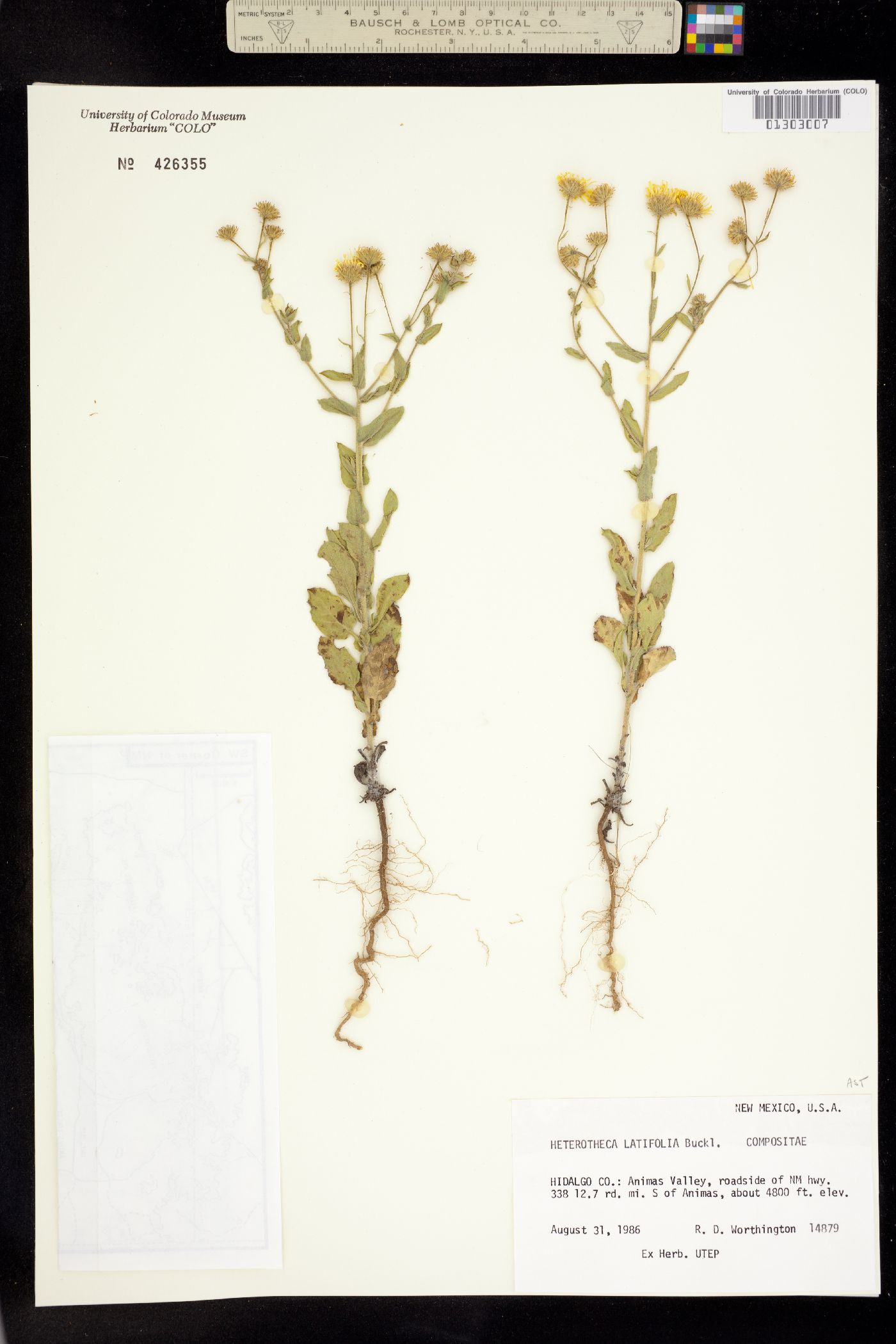 Heterotheca latifolia image