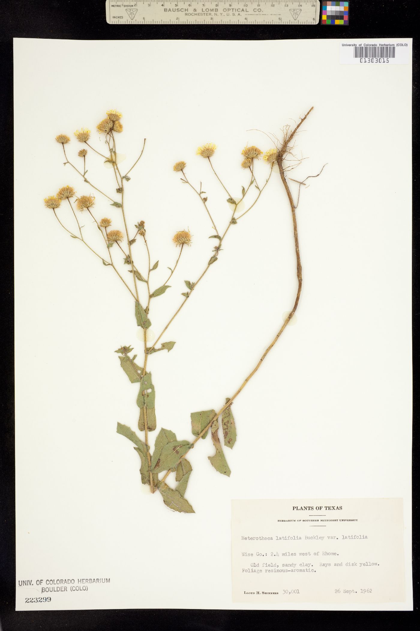 Heterotheca latifolia image