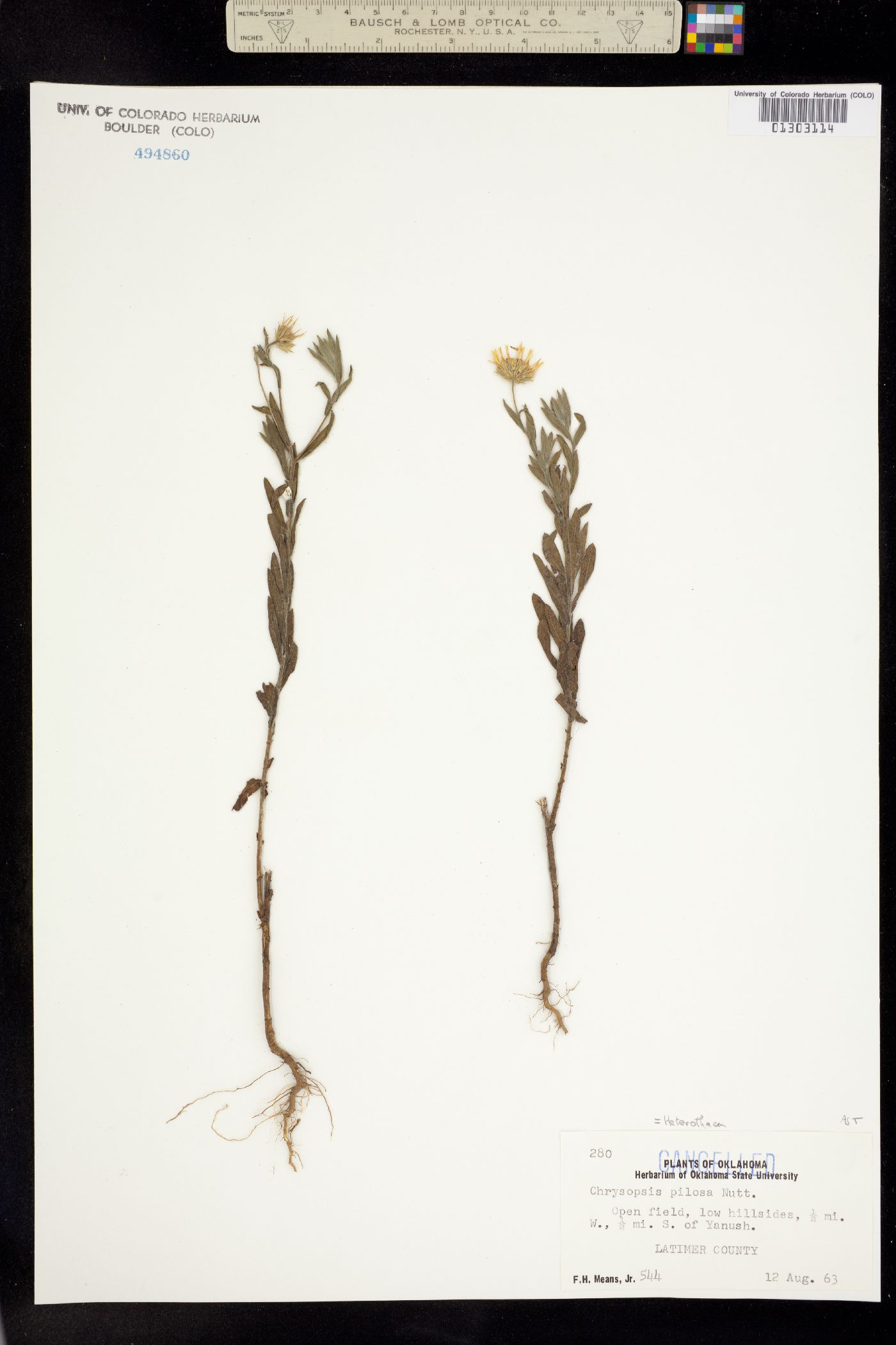 Heterotheca pilosa image