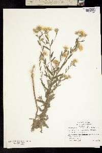 Chrysopsis pilosa image