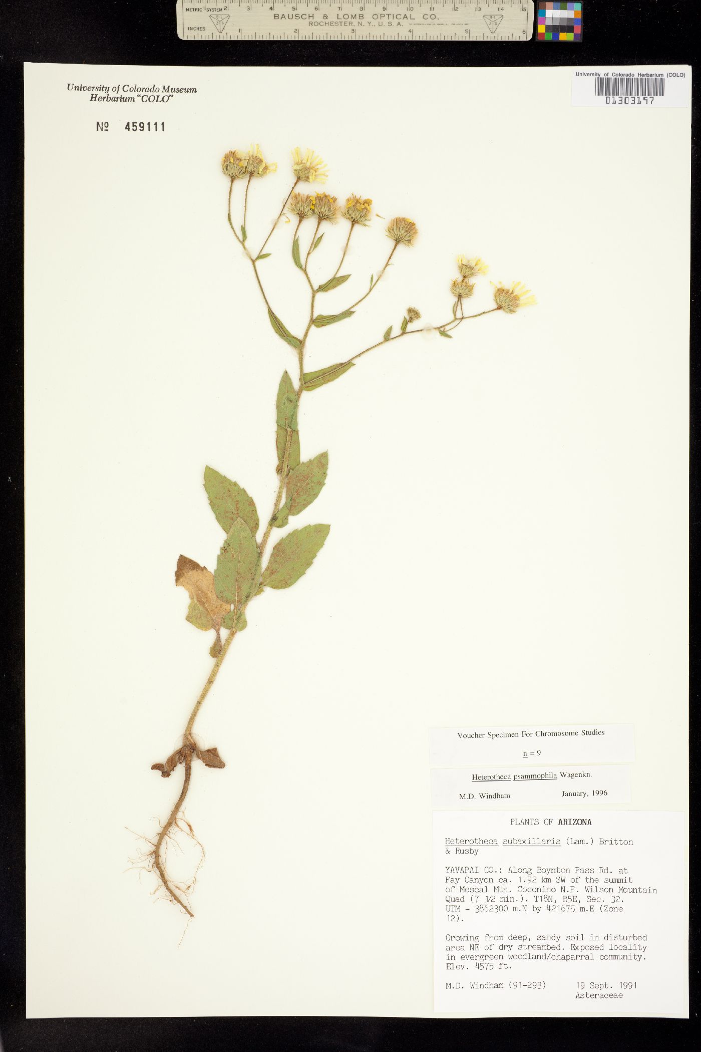 Heterotheca psammophila image