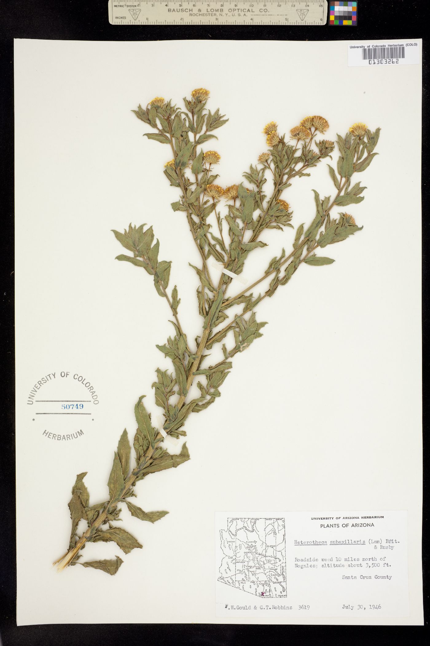 Heterotheca subaxillaris image