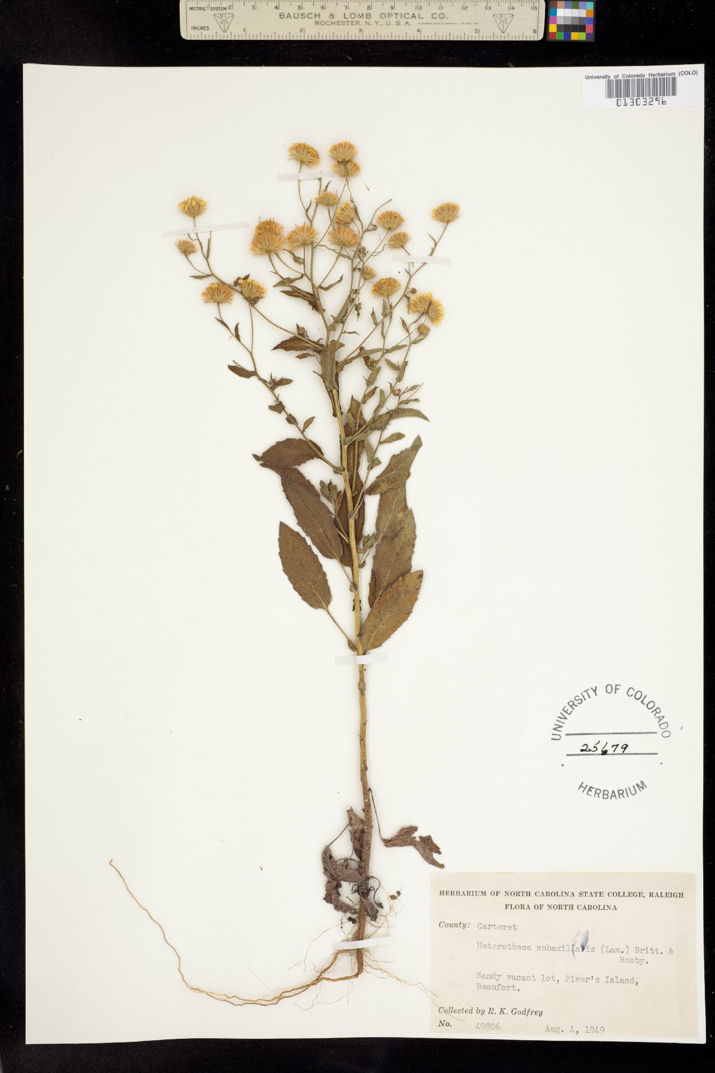 Heterotheca subaxillaris image
