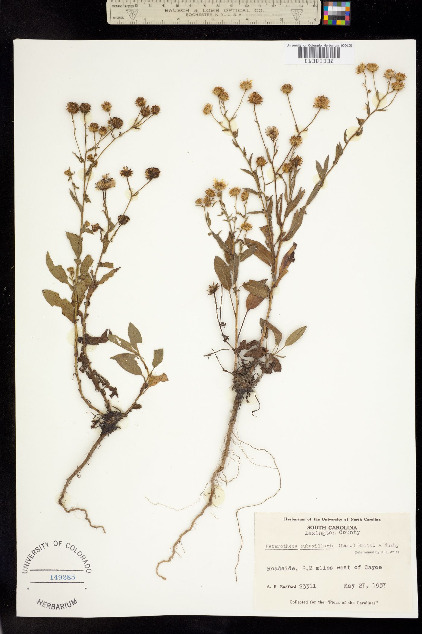 Heterotheca subaxillaris image