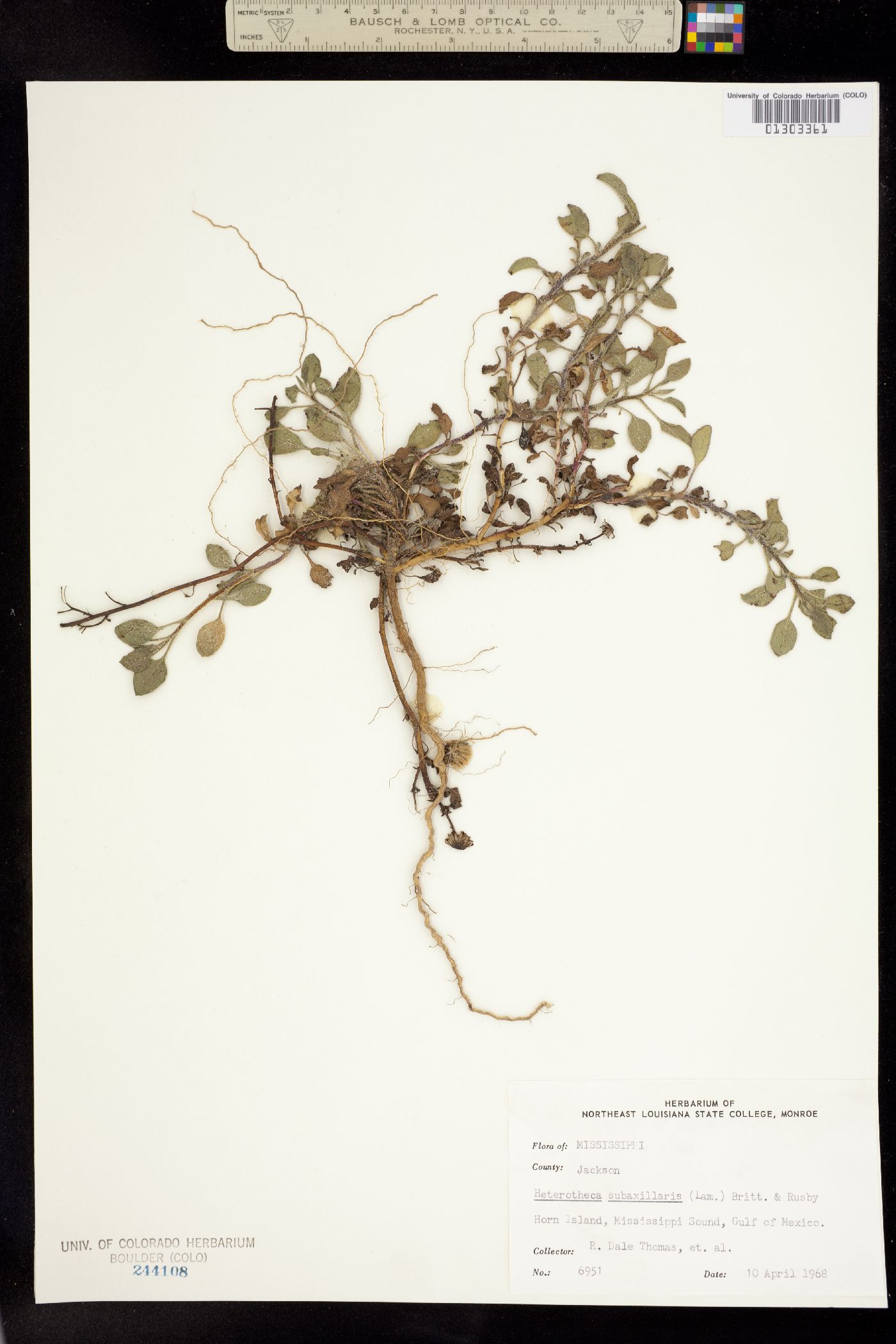 Heterotheca subaxillaris image